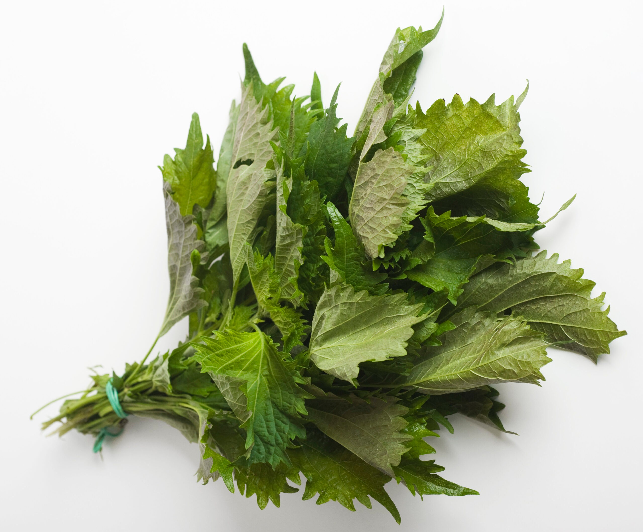 Perilla leaves used in Korea are similar to a Japanese version but are slightly less minty./Getty Images