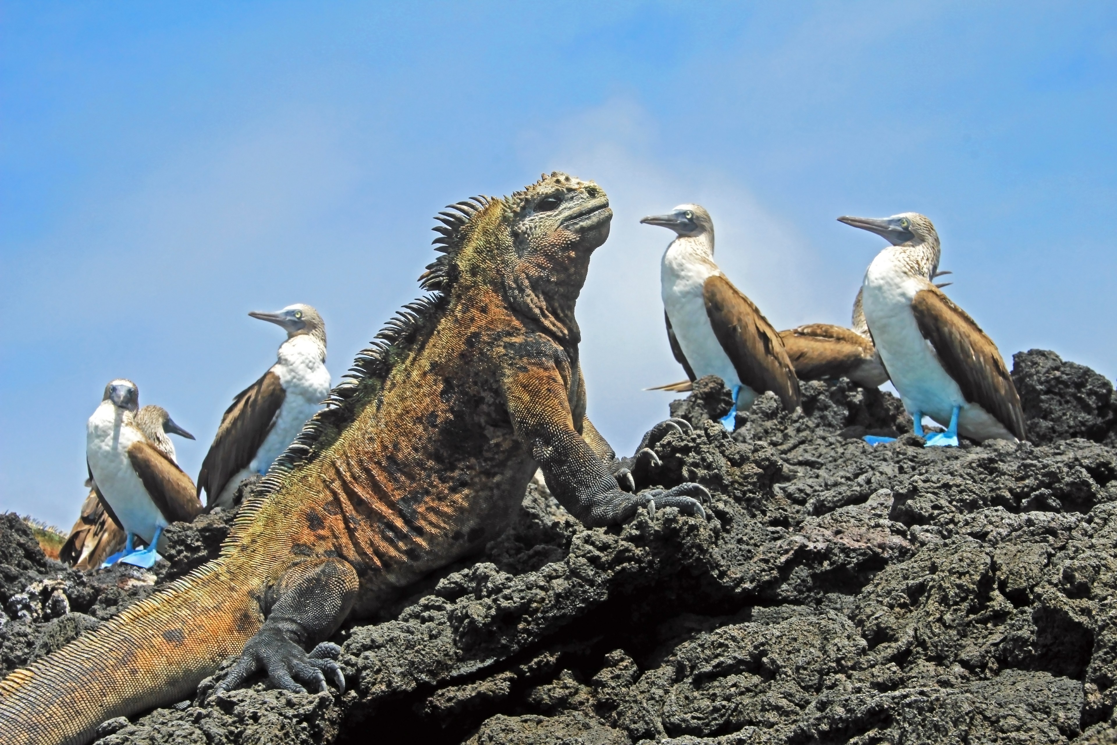 The only kind of crowd you'll encounter in Galápagos. Photo via Shutterstock