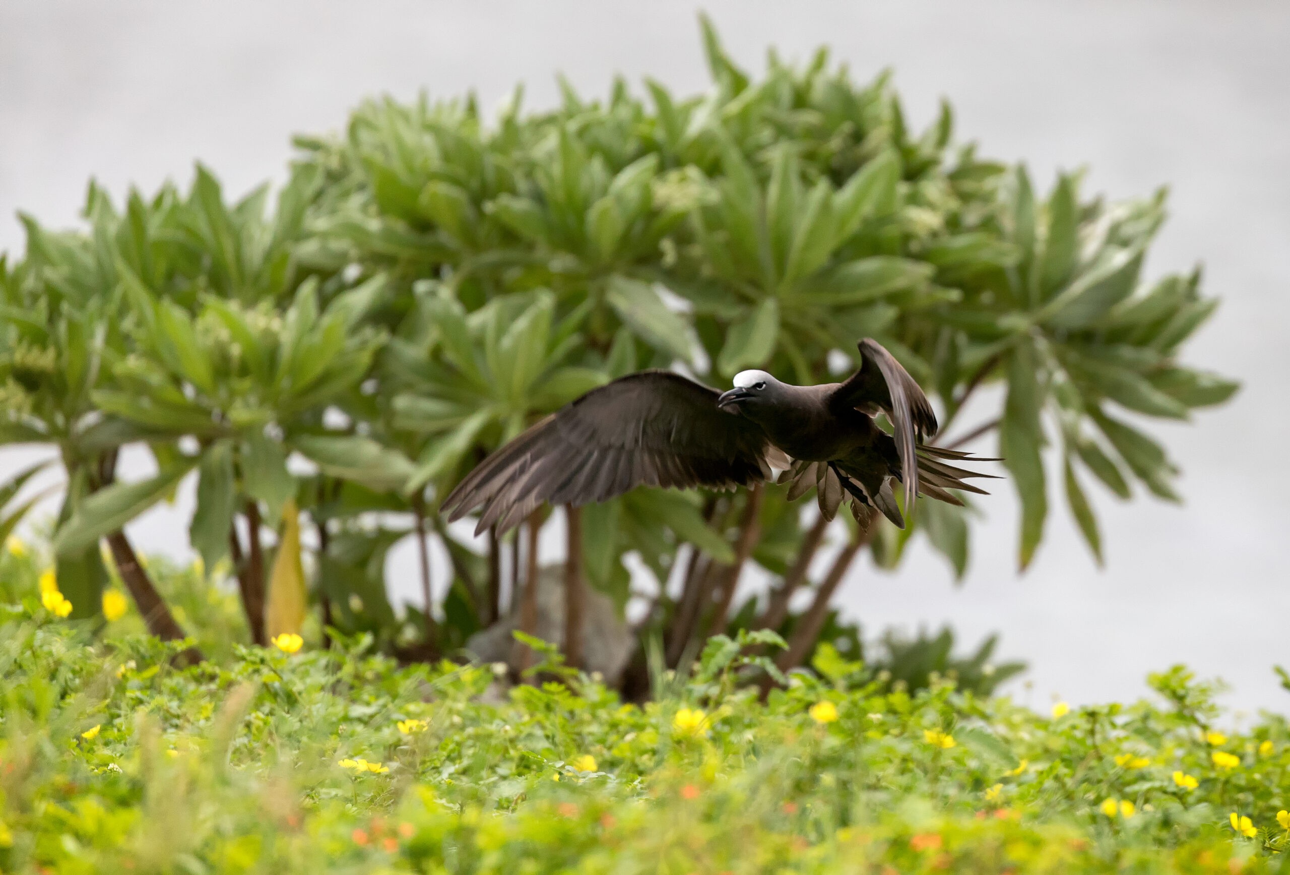 The terrain among the Galápagos Islands varies; here a white-capped nodie is framed by a lush outcropping of Pisonia trees, known as "bird catchers," because their seeds are so sticky they constrain the birds' movement./Shutterstock