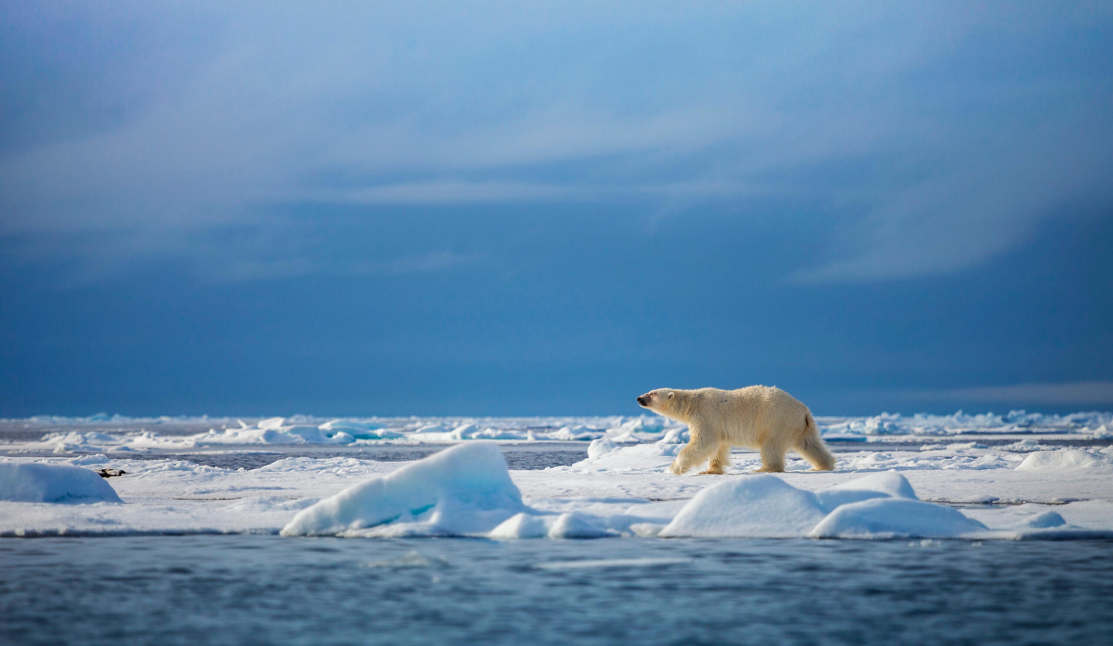 A polar bear walks across a frozen ice floe off the northern coast of the Svalbard Archipelago.