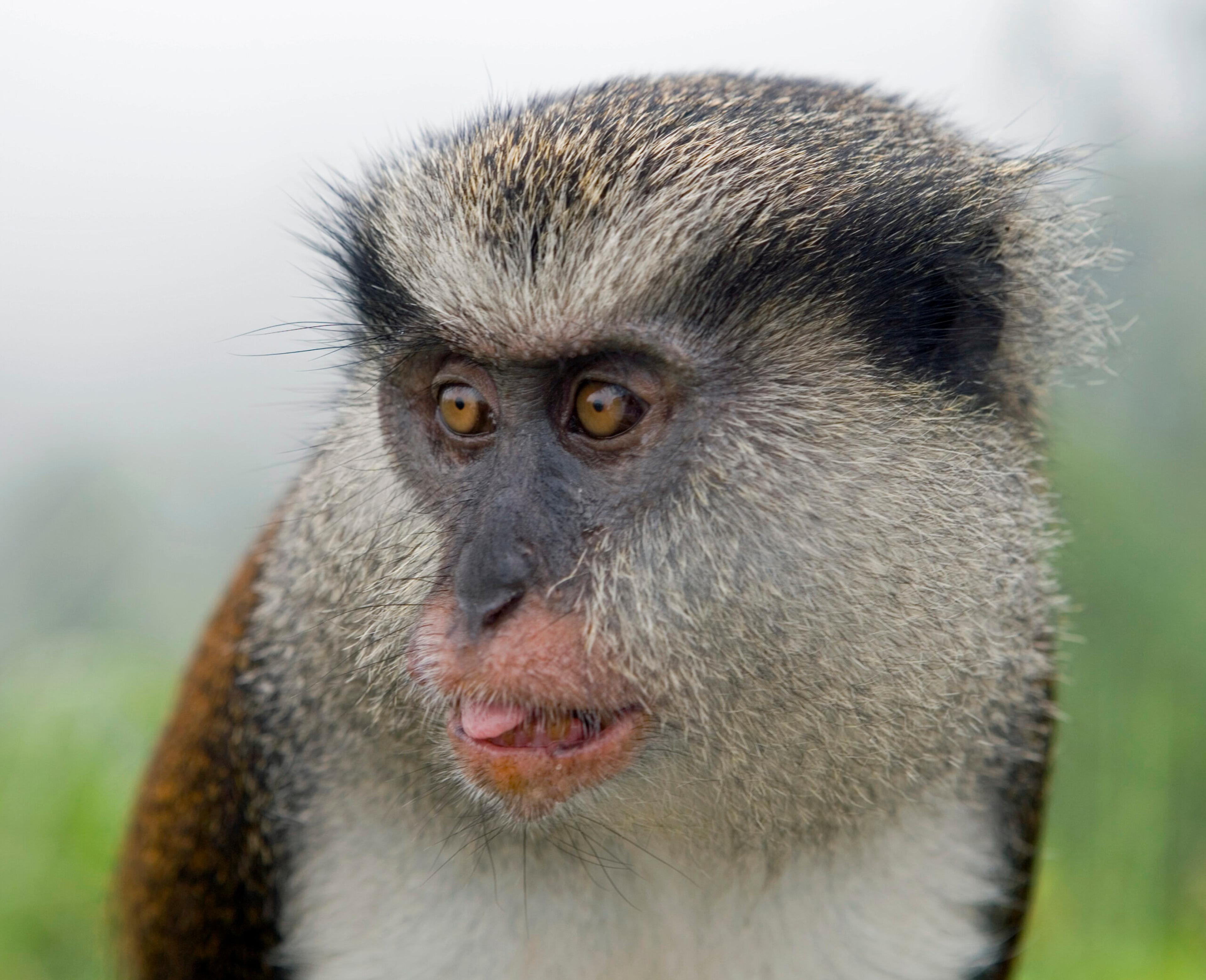 A Mona monkey in Grand Etang National Park, Grenada. The primates became accidental inhabitants in Grenada in the 18th century./Getty Images
