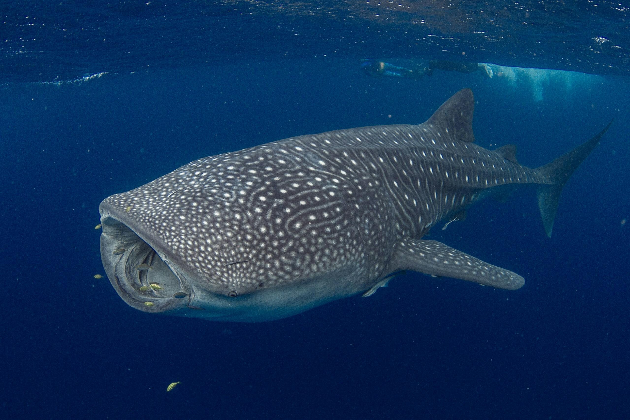 Whale sharks are "filter feeders," so they swim with their mouths open, taking in zooplankton, fish and more./Getty Images