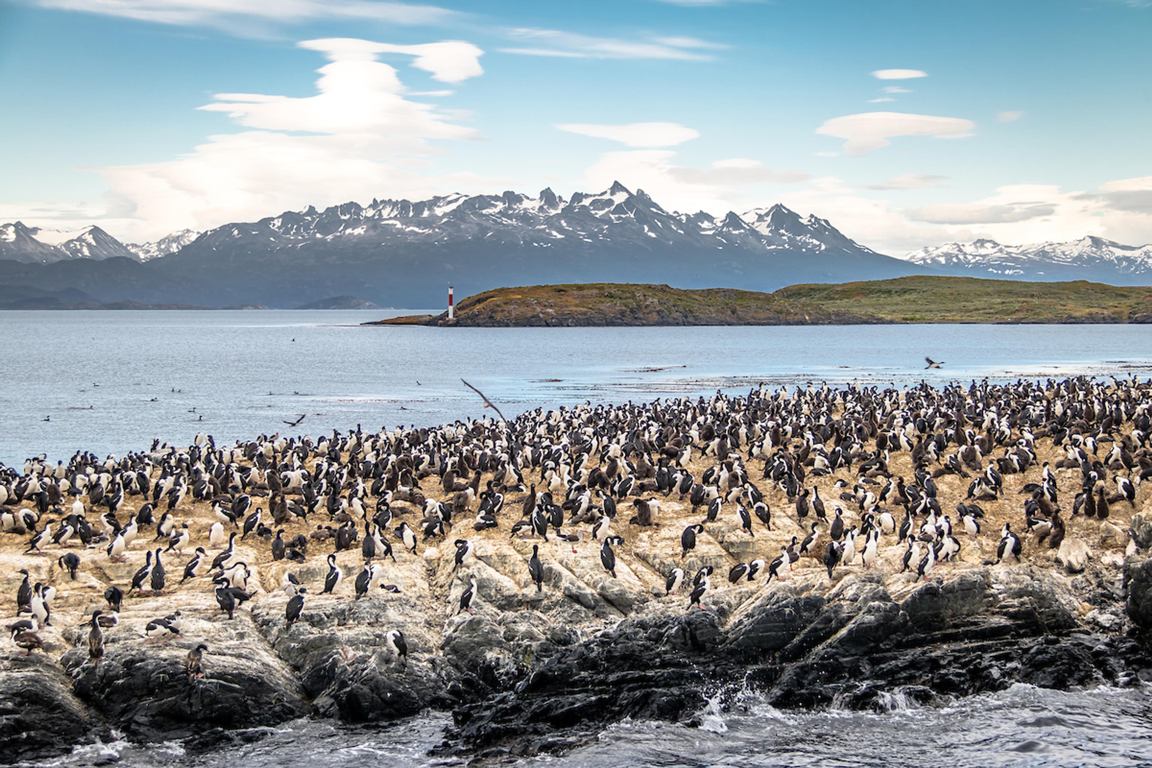 Cormorants on the Beagle Channel, Ushuaia, Argentina/Shutterstock