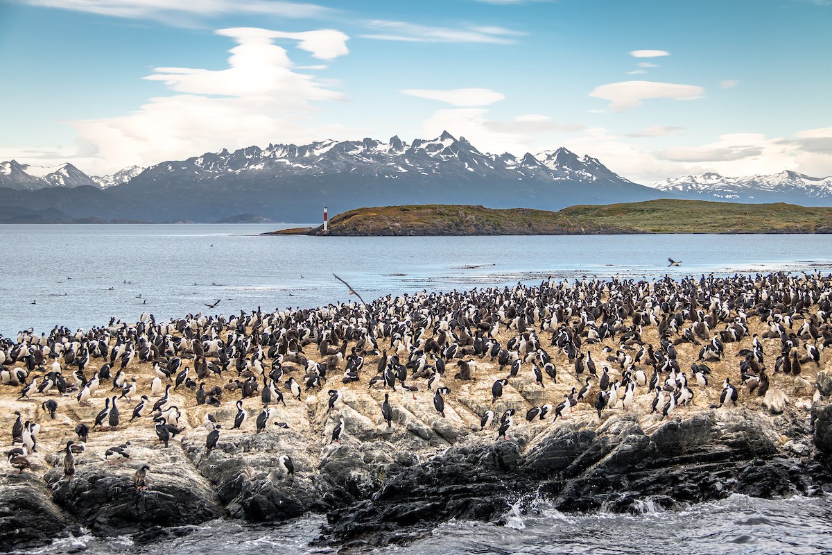 Cormorants on the Beagle Channel, Ushuaia, Argentina/Shutterstock