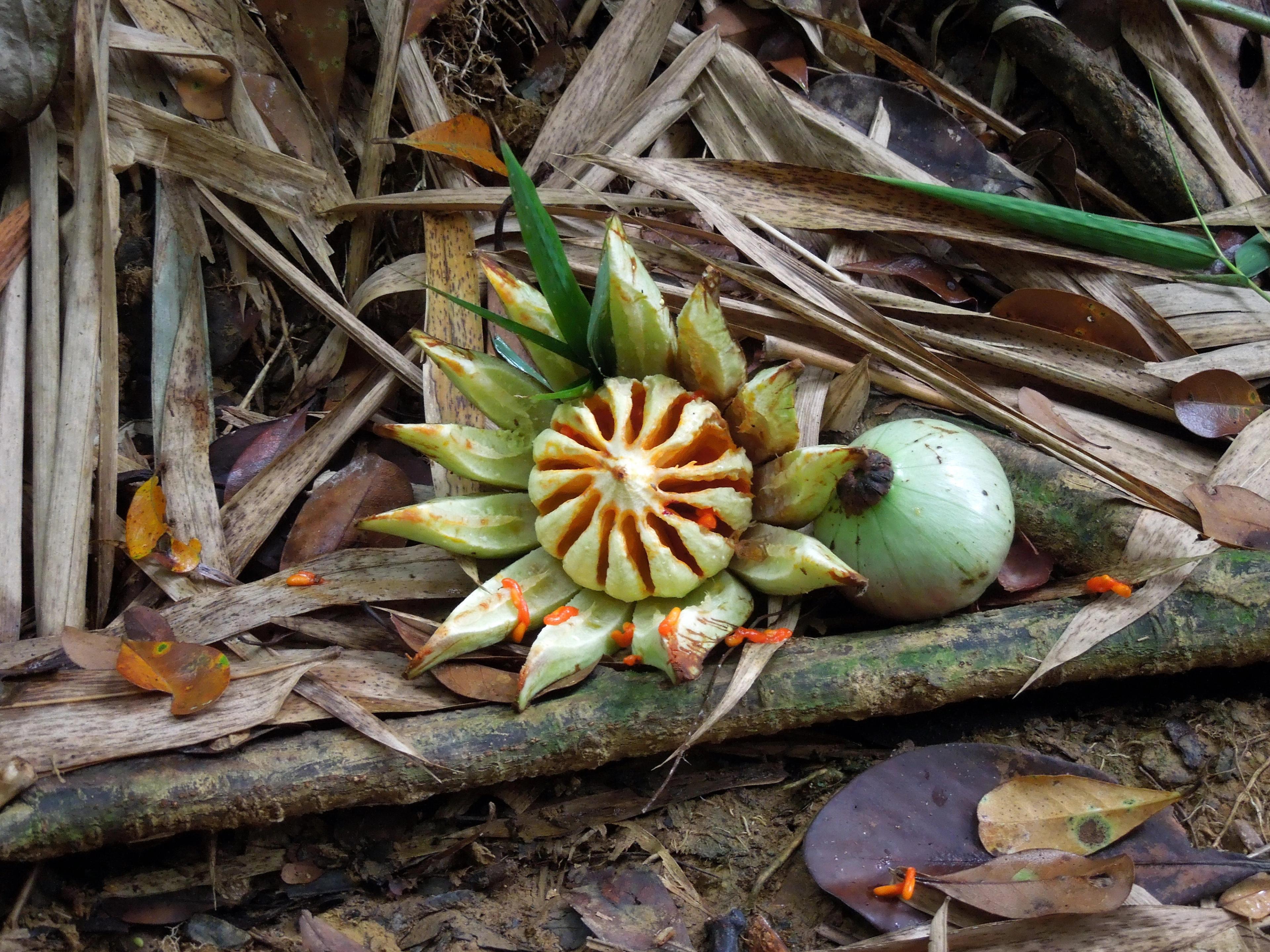Monkey apples in the Tobago rainforest reserve. Via Shutterstock
