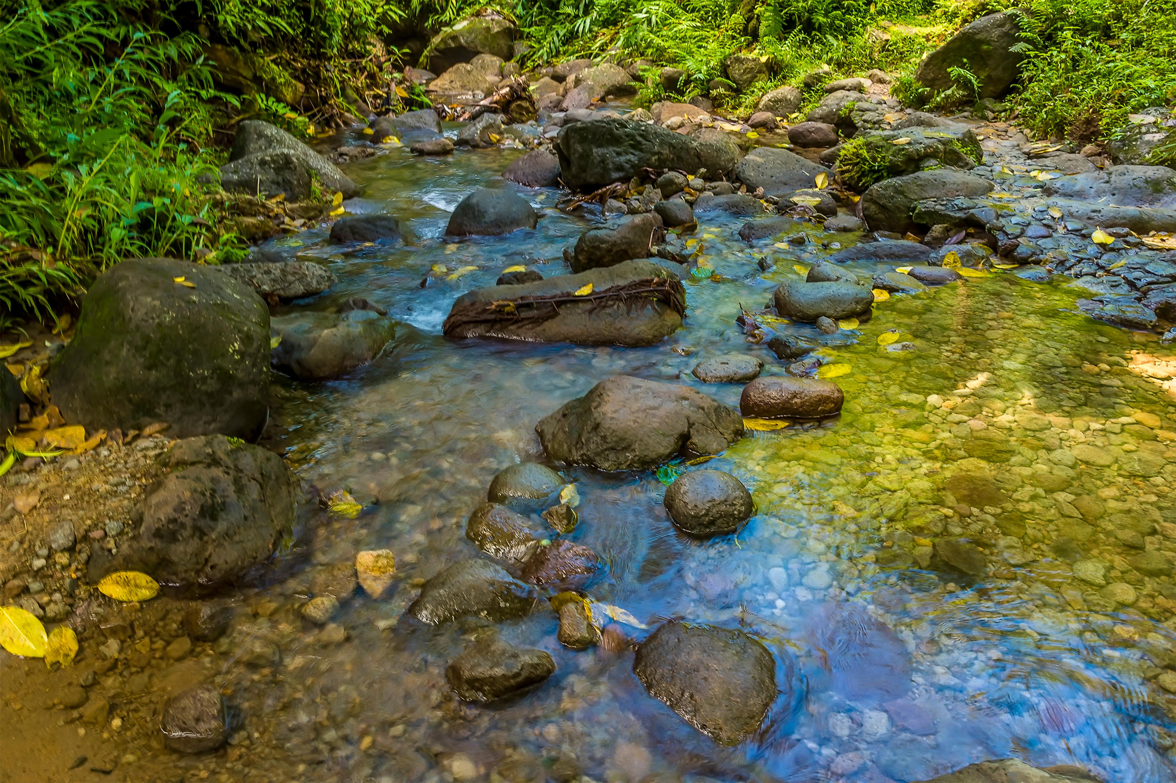 Downriver from the Gendarme in the rain forest of Martinique/Shutterstock