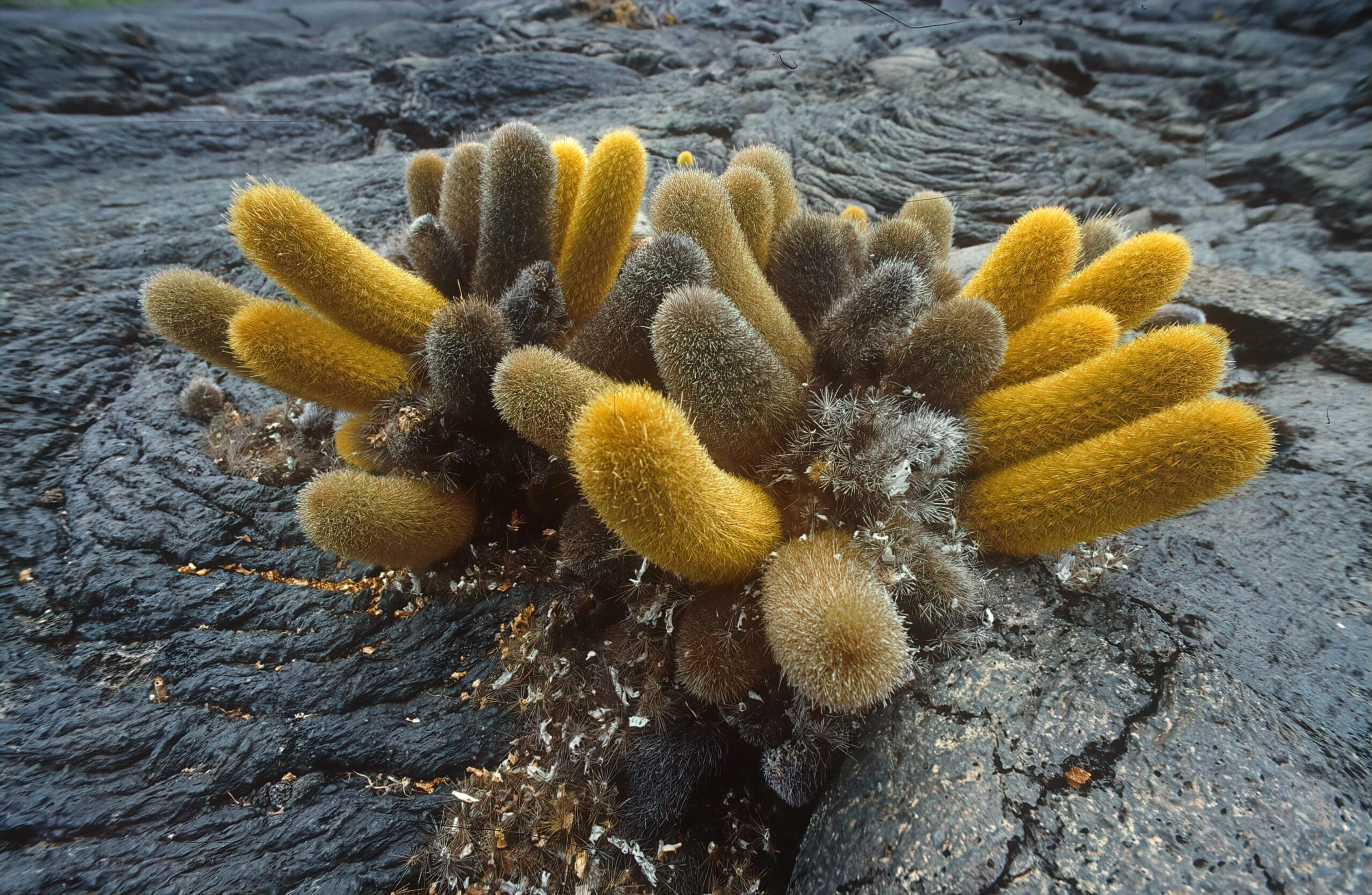 Cactus makes itself at home in a lava field in the Galápagos./Shutterstock