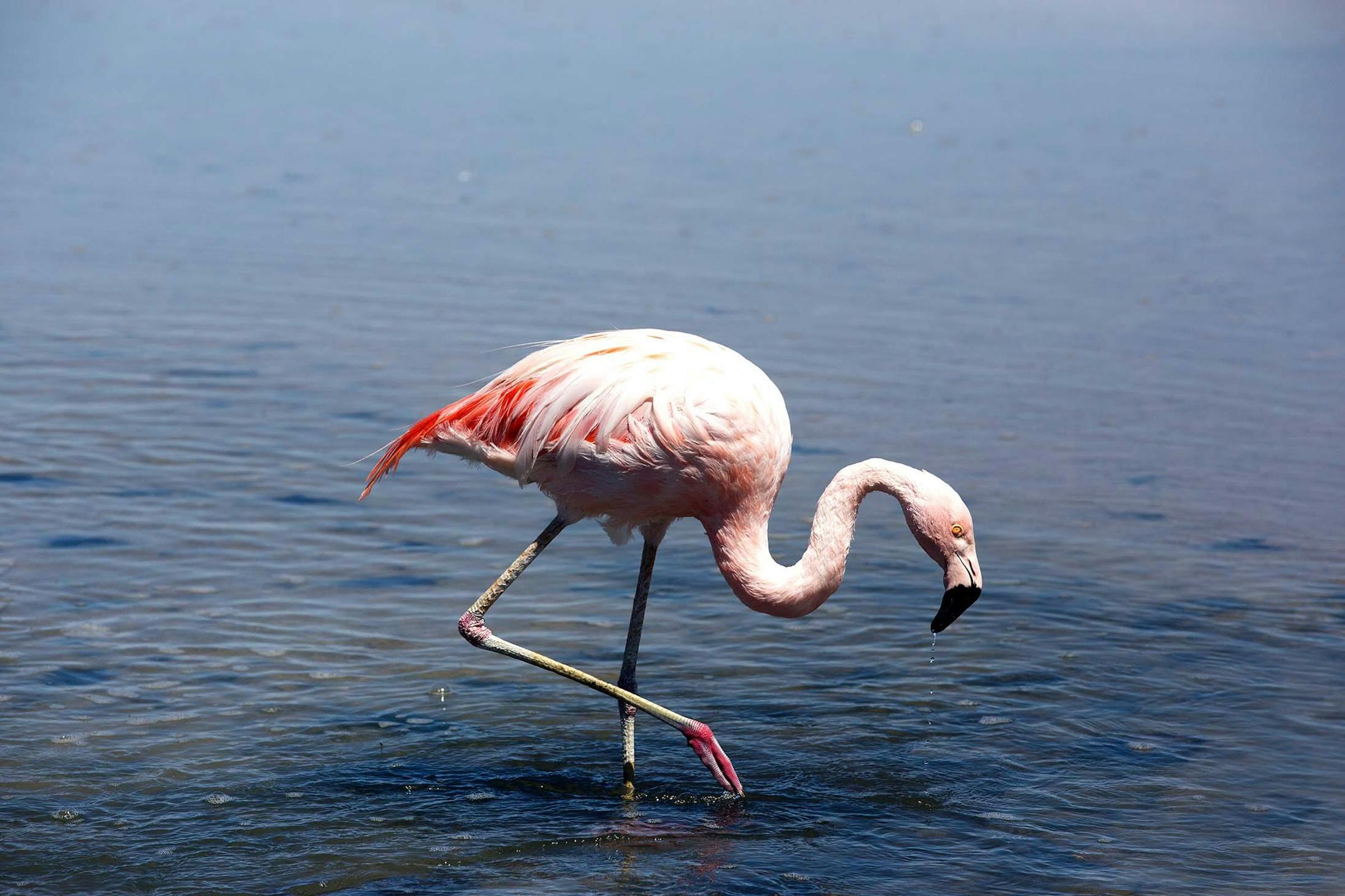 A Vision In The Desert Chiles Resilient Pink Flamingos