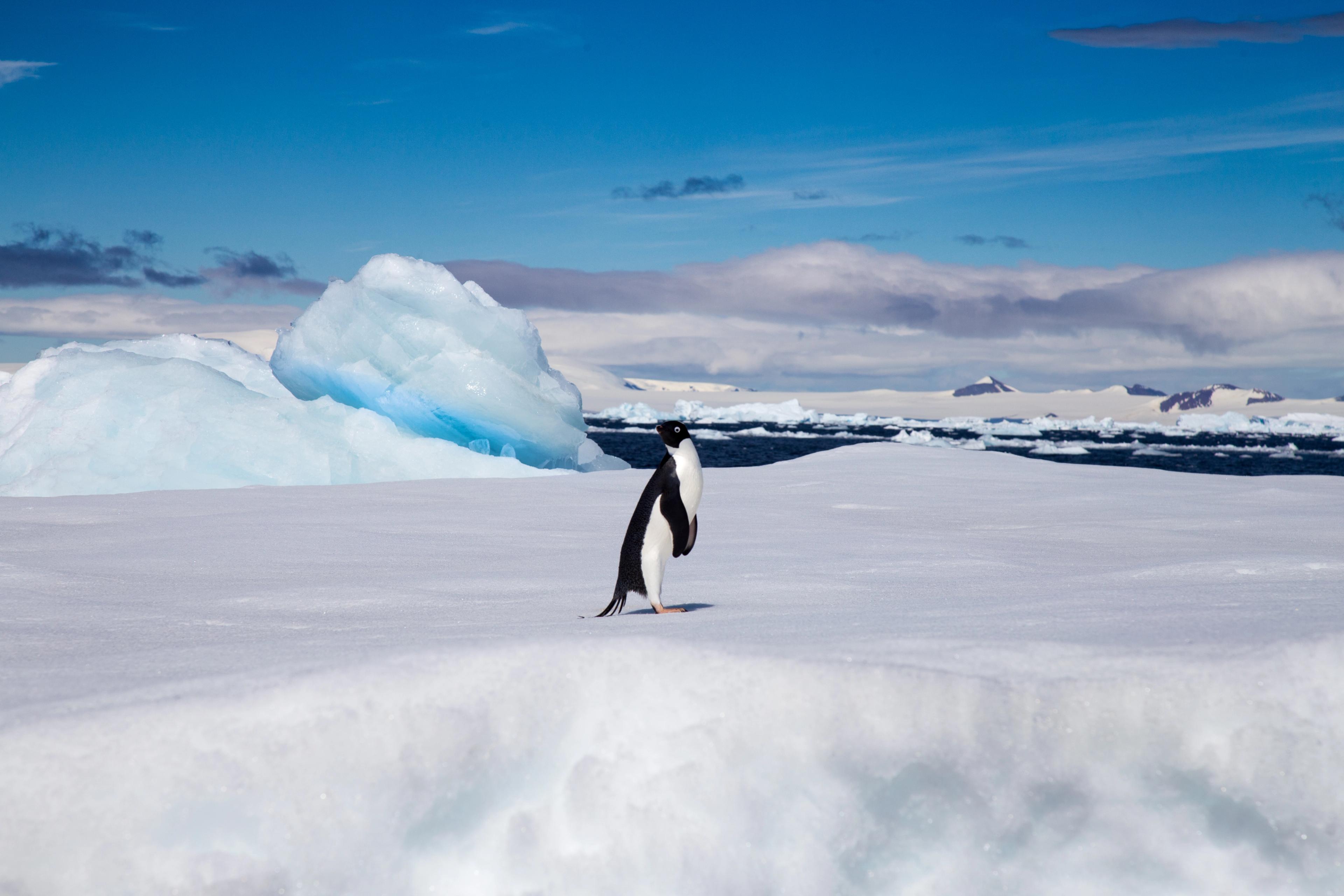 Adélie Penguin