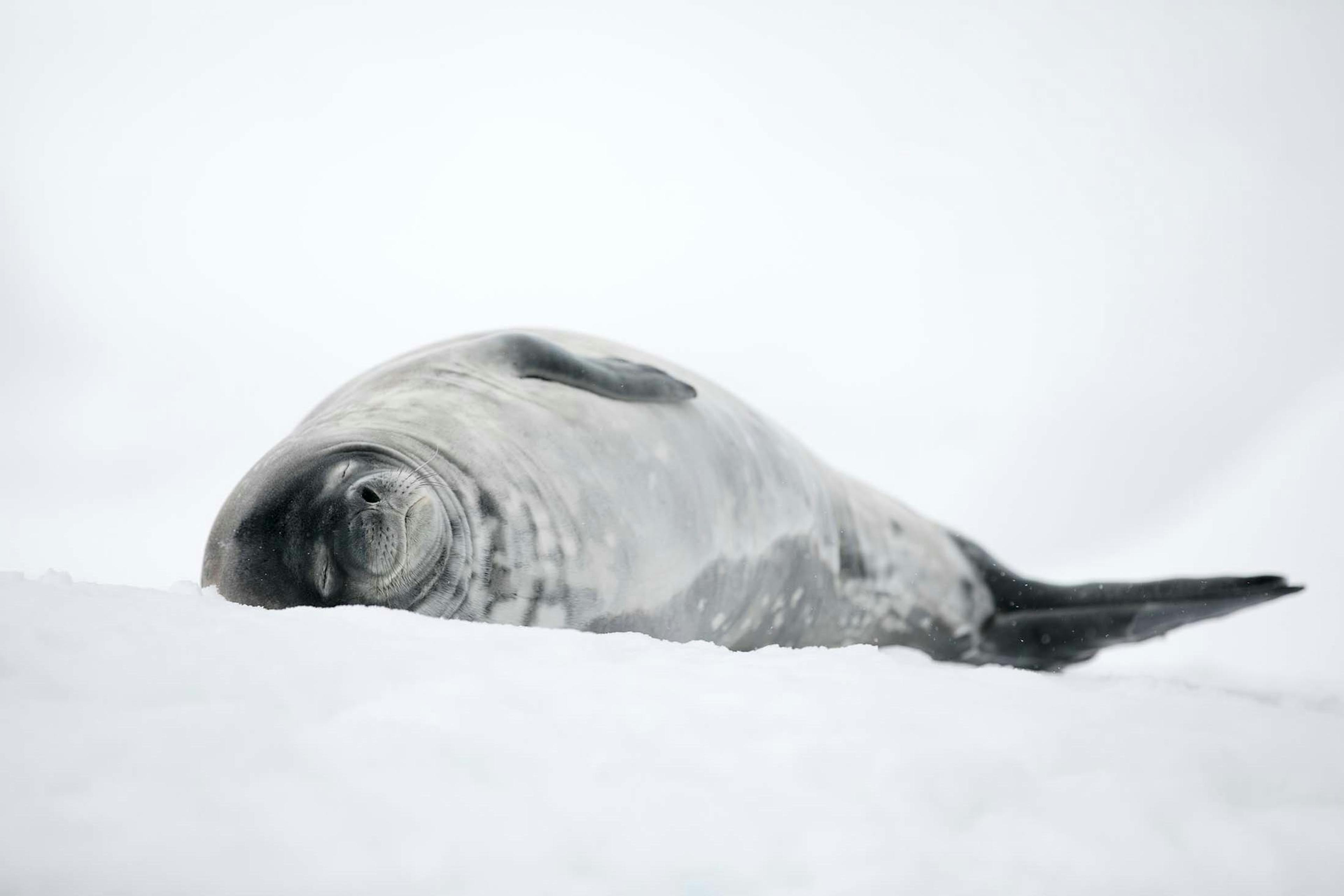 Weddell seal, Mikkelsen Harbor, Antarctica./Denis Elterman
