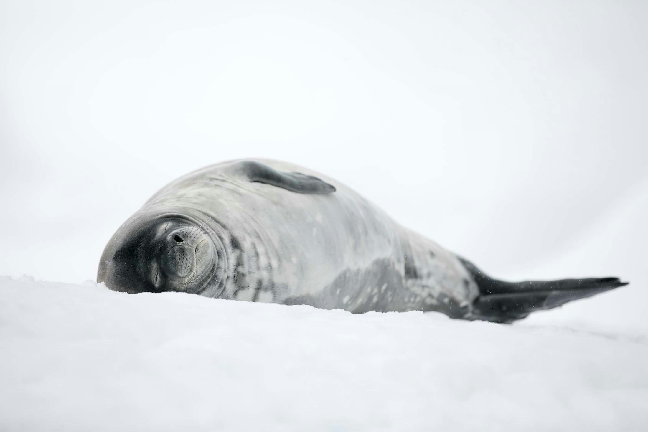 Weddell seal, Mikkelsen Harbor, Antarctica./Denis Elterman