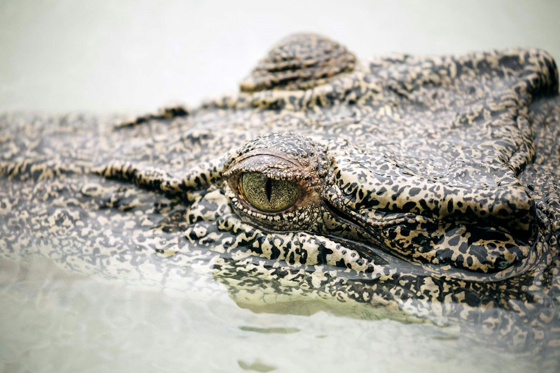 Investigating the Saltwater Crocodile of Australia’s Hunter River