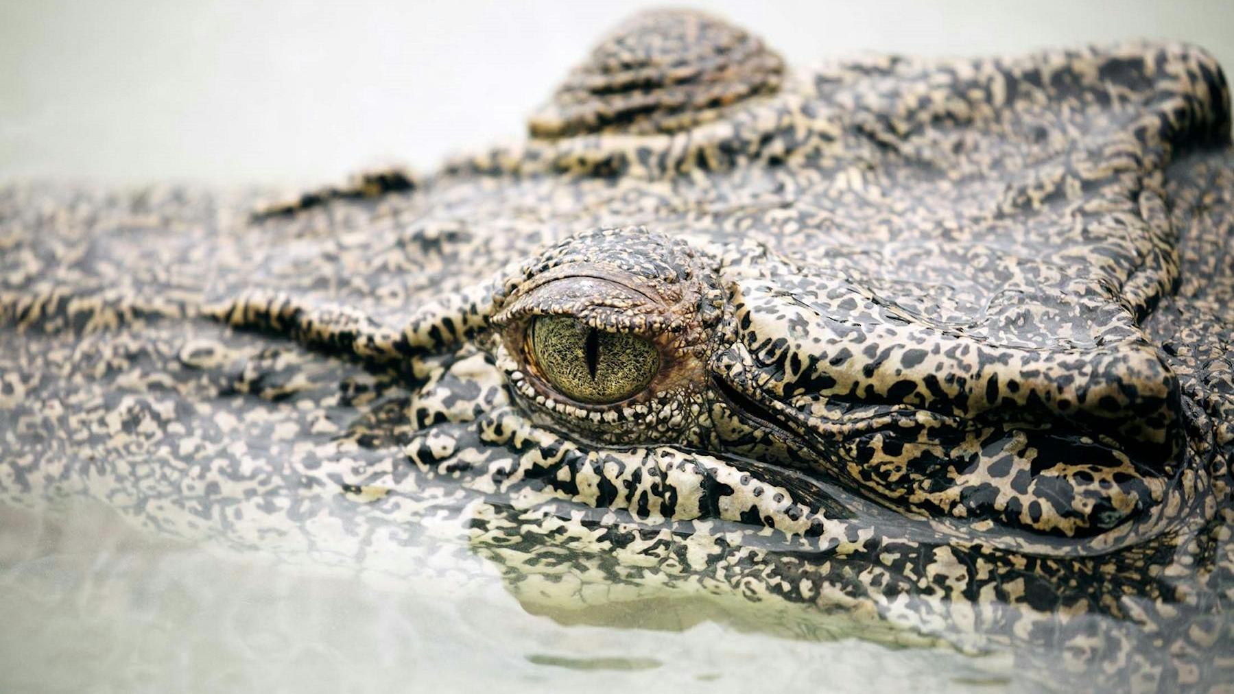 Investigating the Saltwater Crocodile of Australia’s Hunter River
