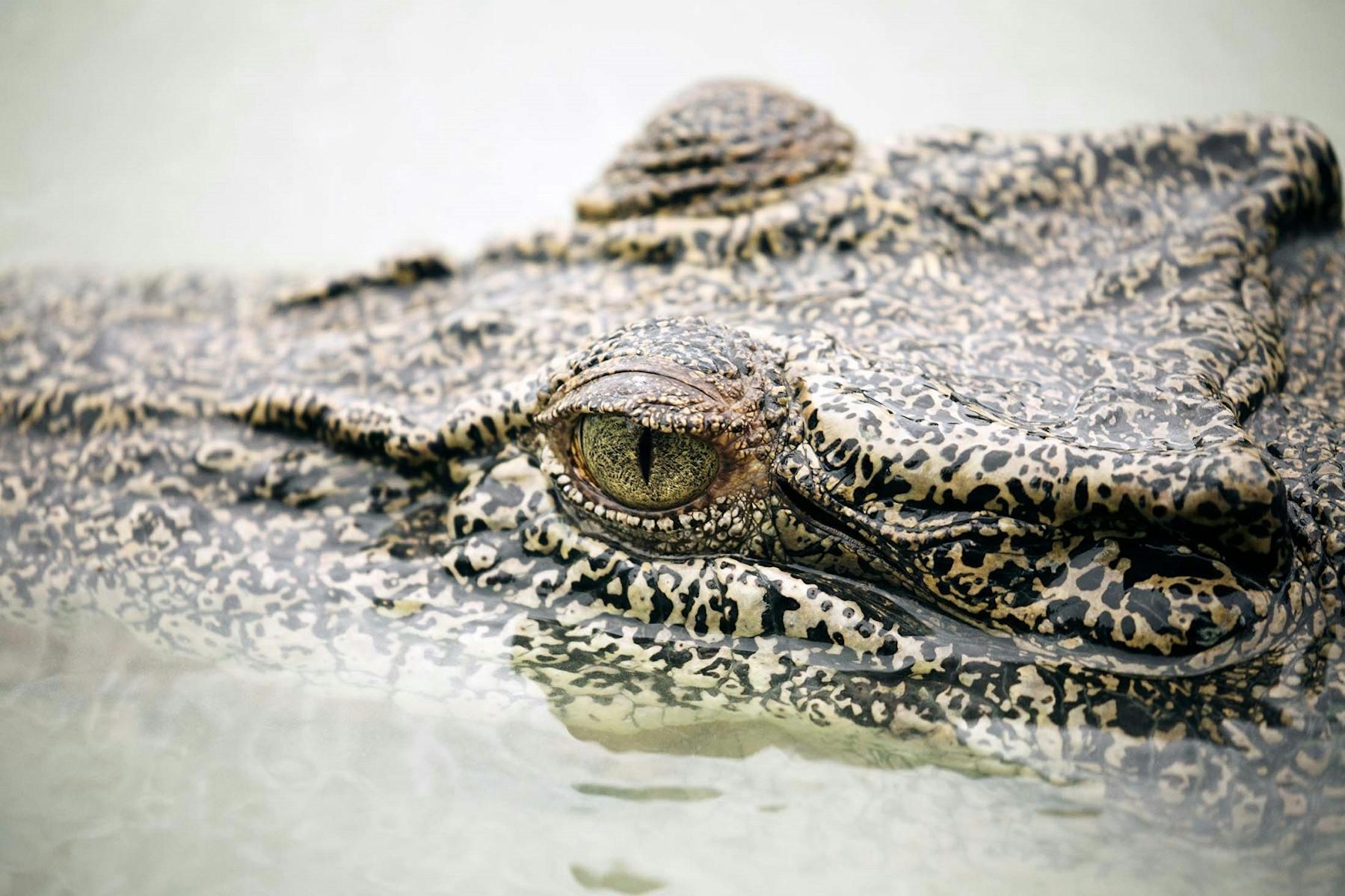 Investigating the Saltwater Crocodile of Australia’s Hunter River