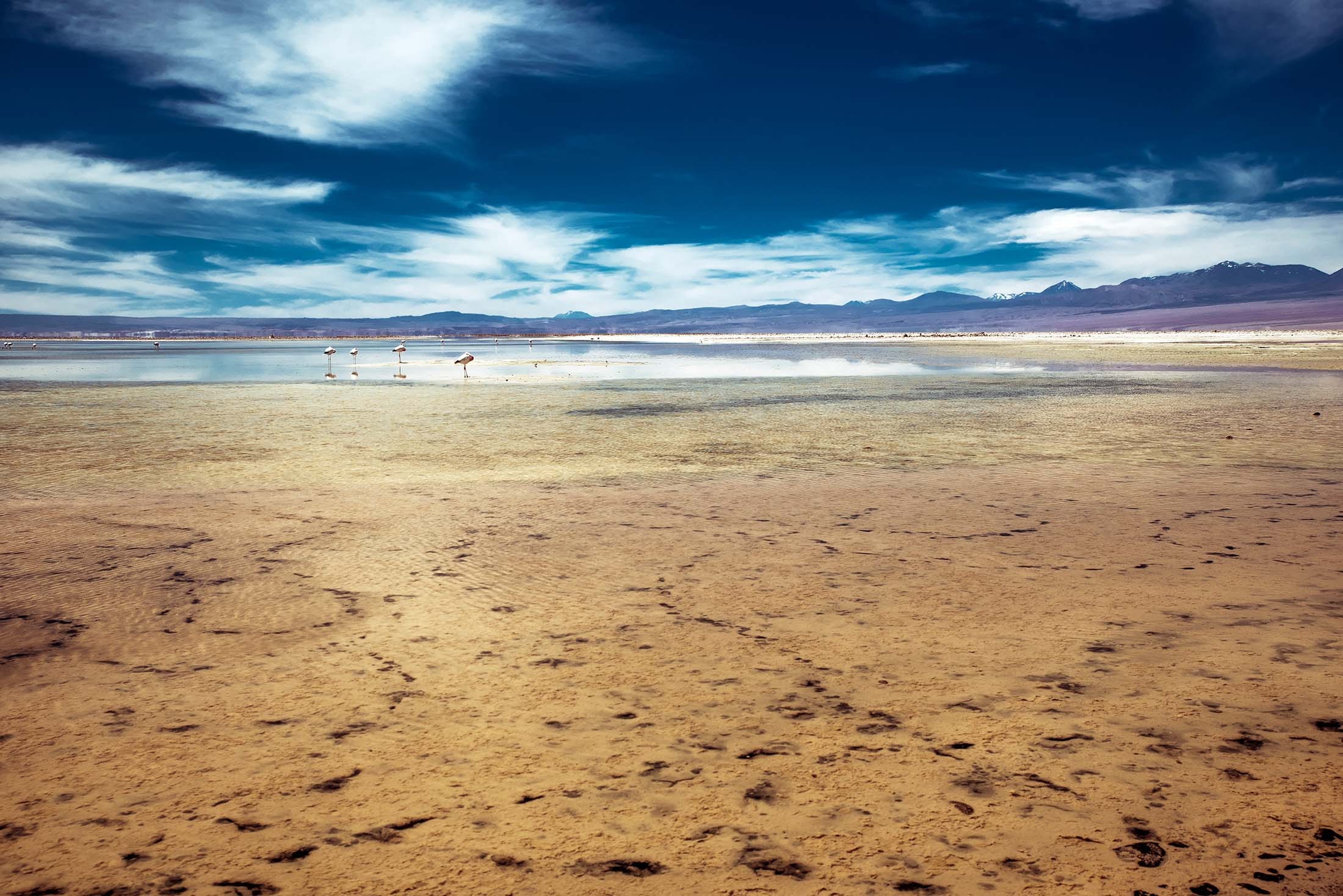 Wading flamingos in Chile's Atacama Desert./Denis Elterman
