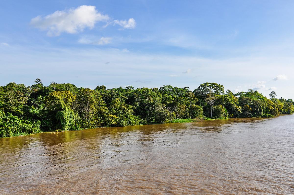 Flooded forest as seen from the boat on the Amazon River in Brazil/Shutterstock