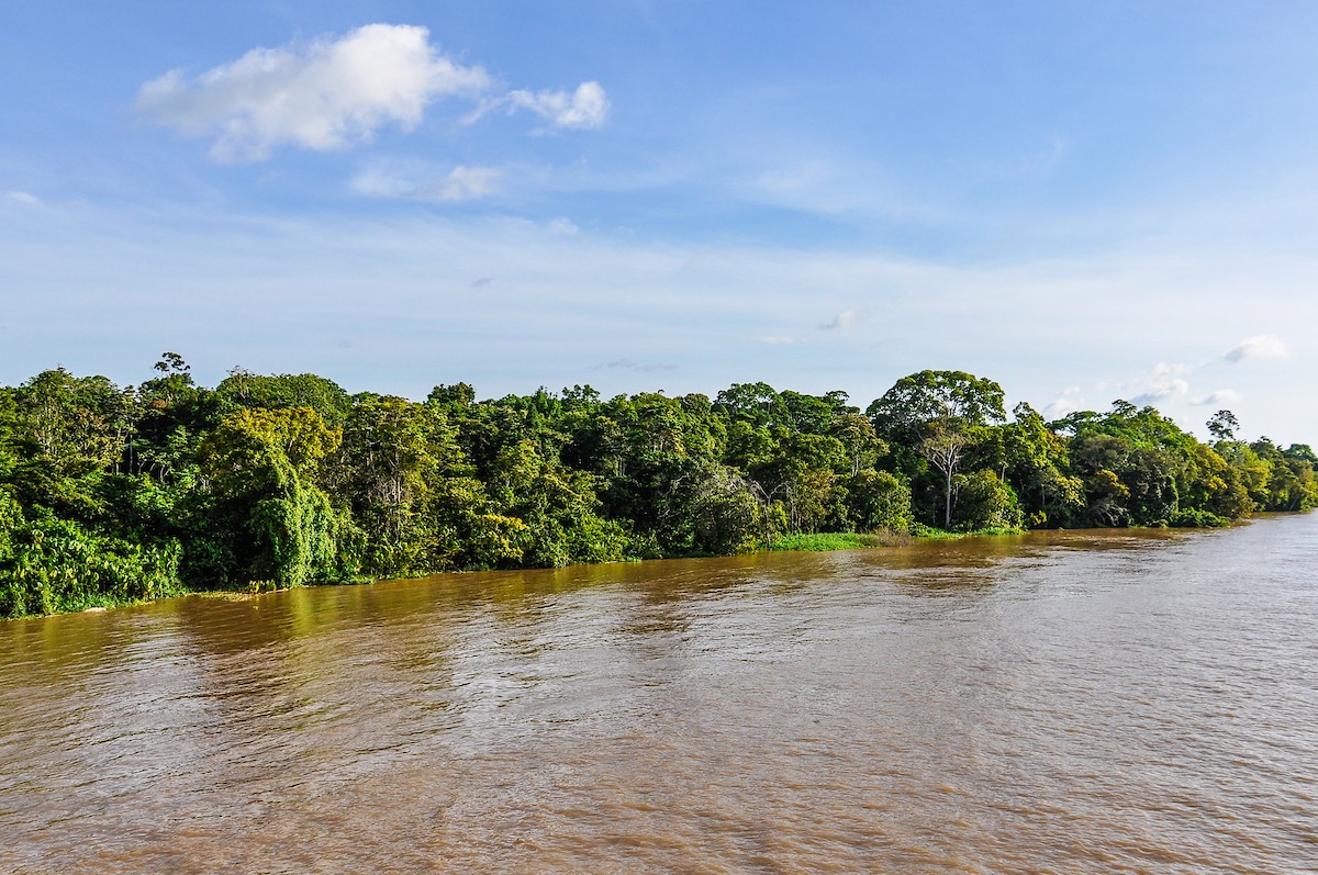 Flooded forest as seen from the boat on the Amazon River in Brazil/Shutterstock