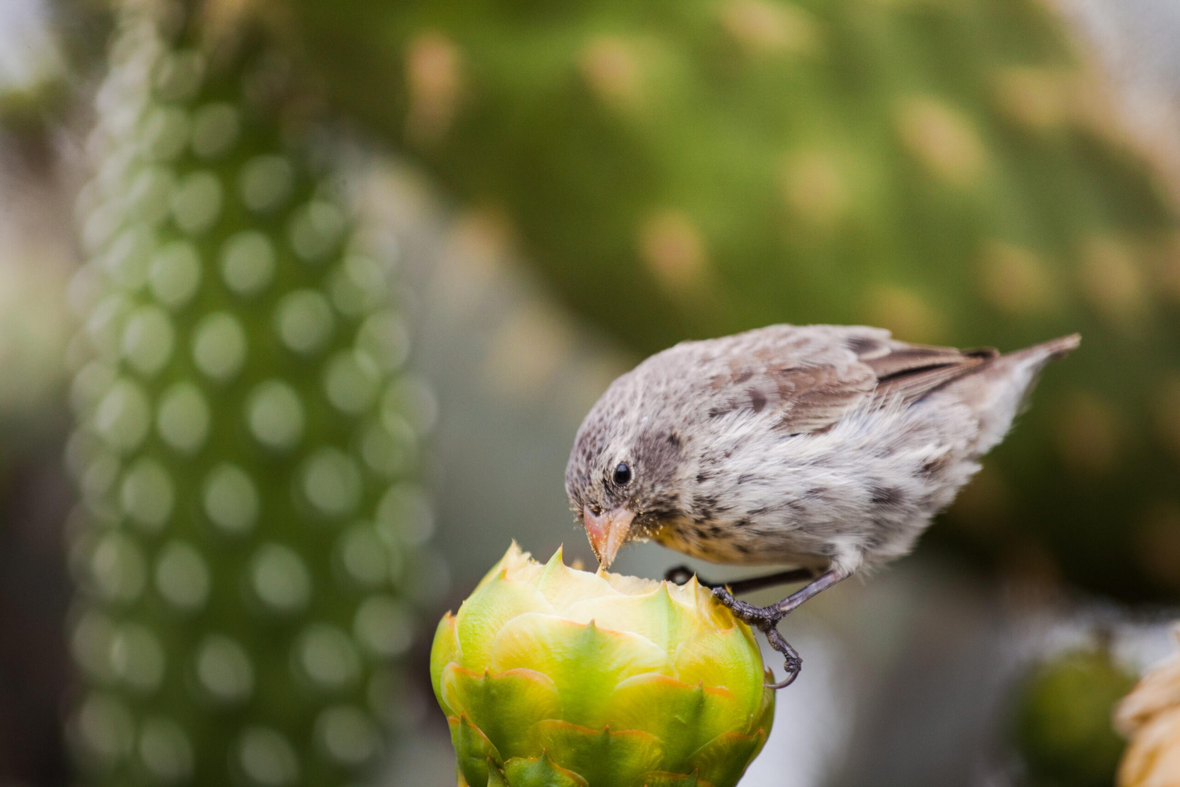 Darwin's Finch eating on a cactus flower, San Cristóbal Island, Galápagos Islands National Park/Getty Images