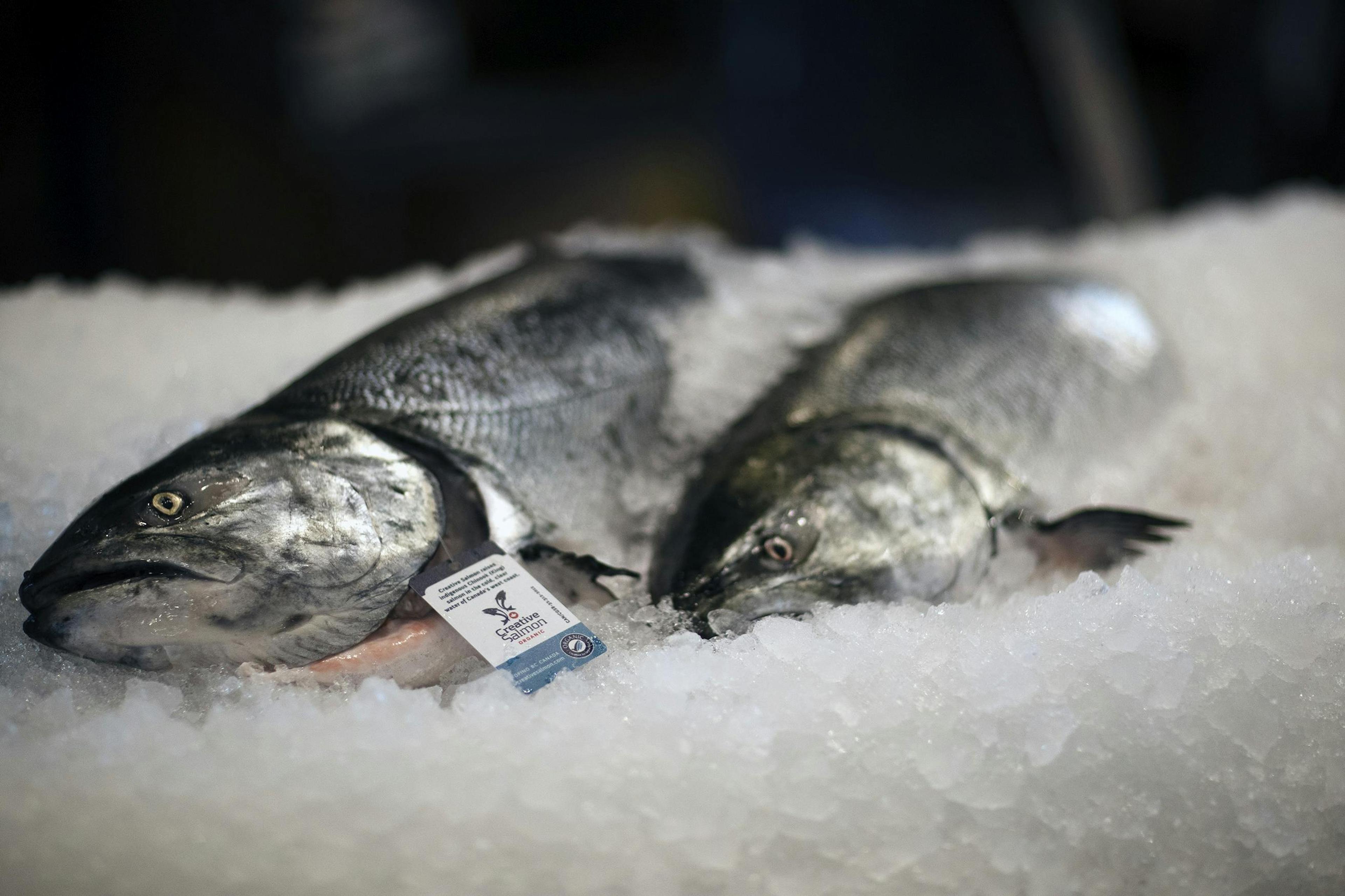 Alaskan law provides that the state's fish, including salmon, must be wild-caught./Lucia Griggi