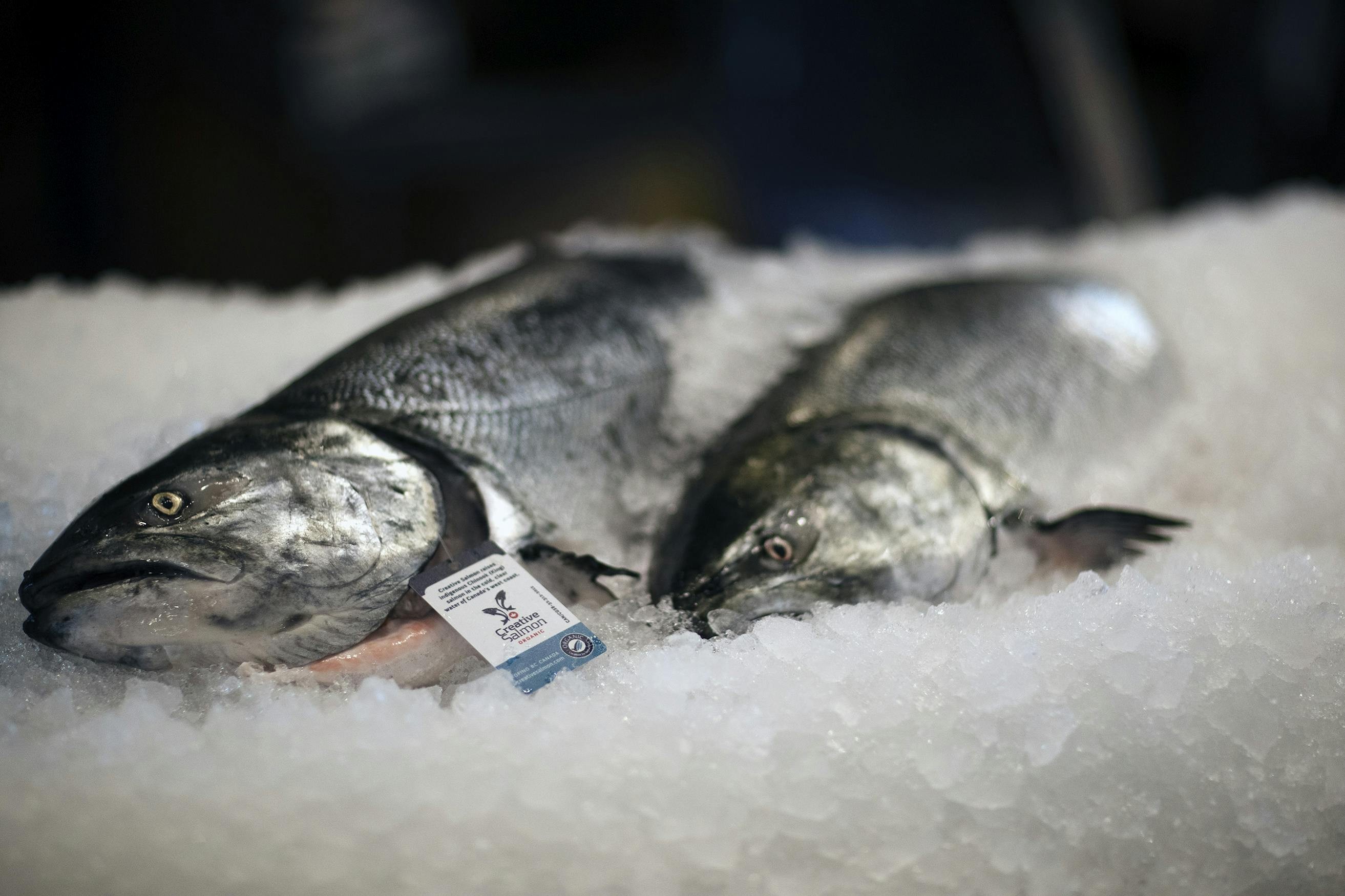 Alaskan law provides that the state's fish, including salmon, must be wild-caught./Lucia Griggi