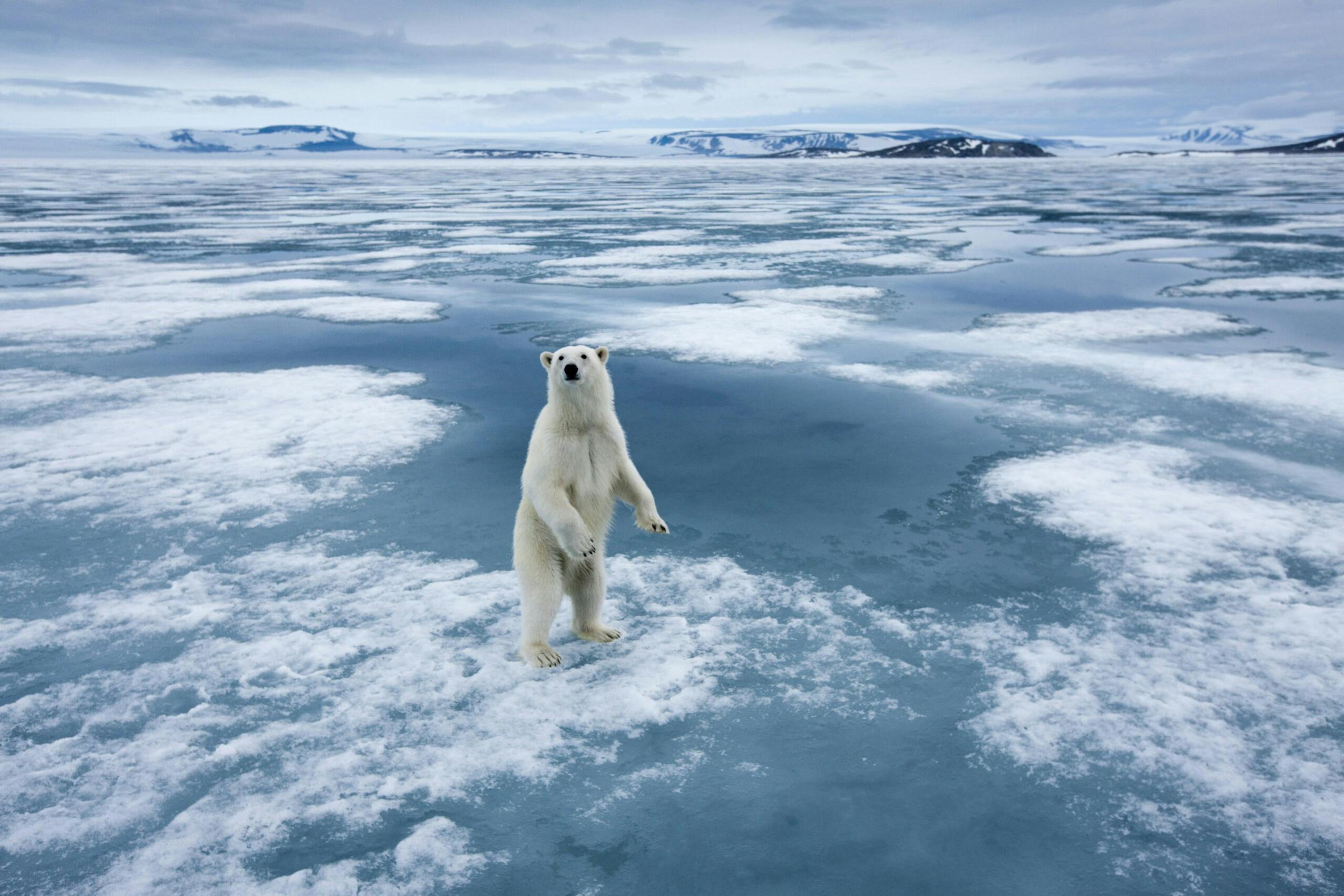 Polar bear standing upright on fjord ice at Sabinebukta Bay in Svalbard./Getty Images