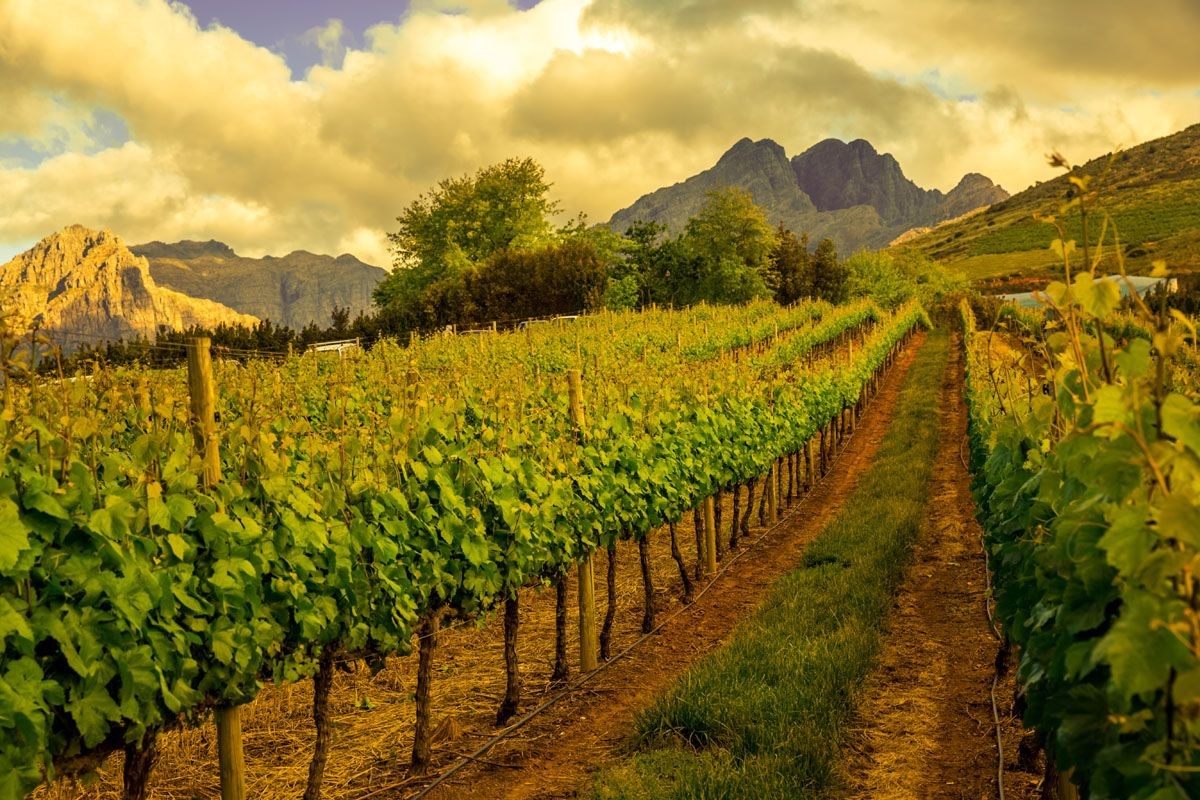 The Cape Winelands
