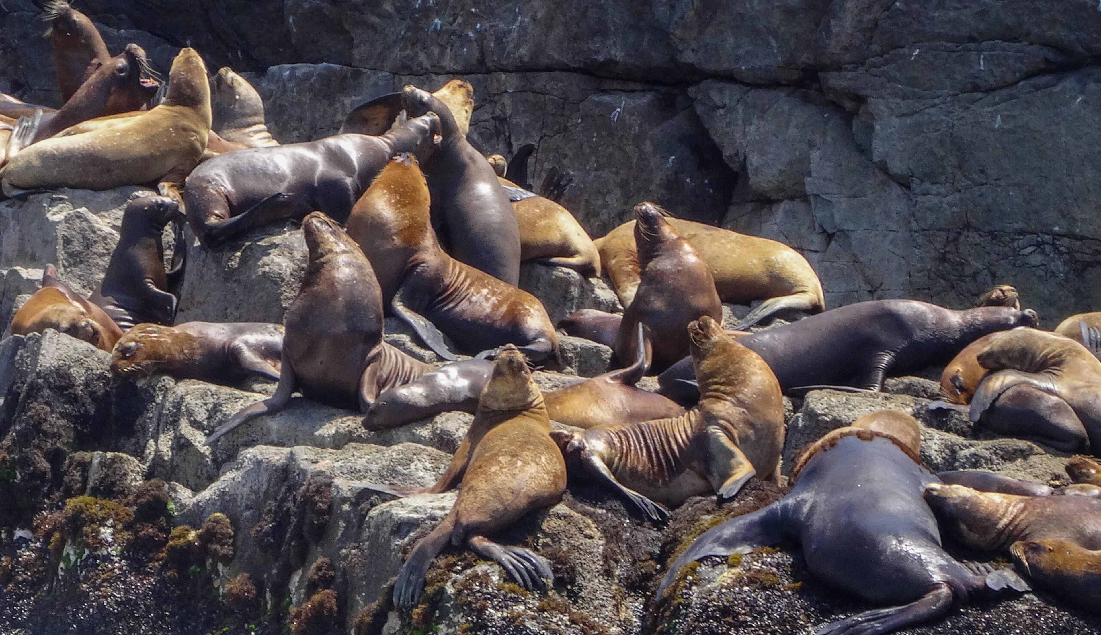 In Peru, you can swim with the sea lions in the Palomino Islands./Getty Images