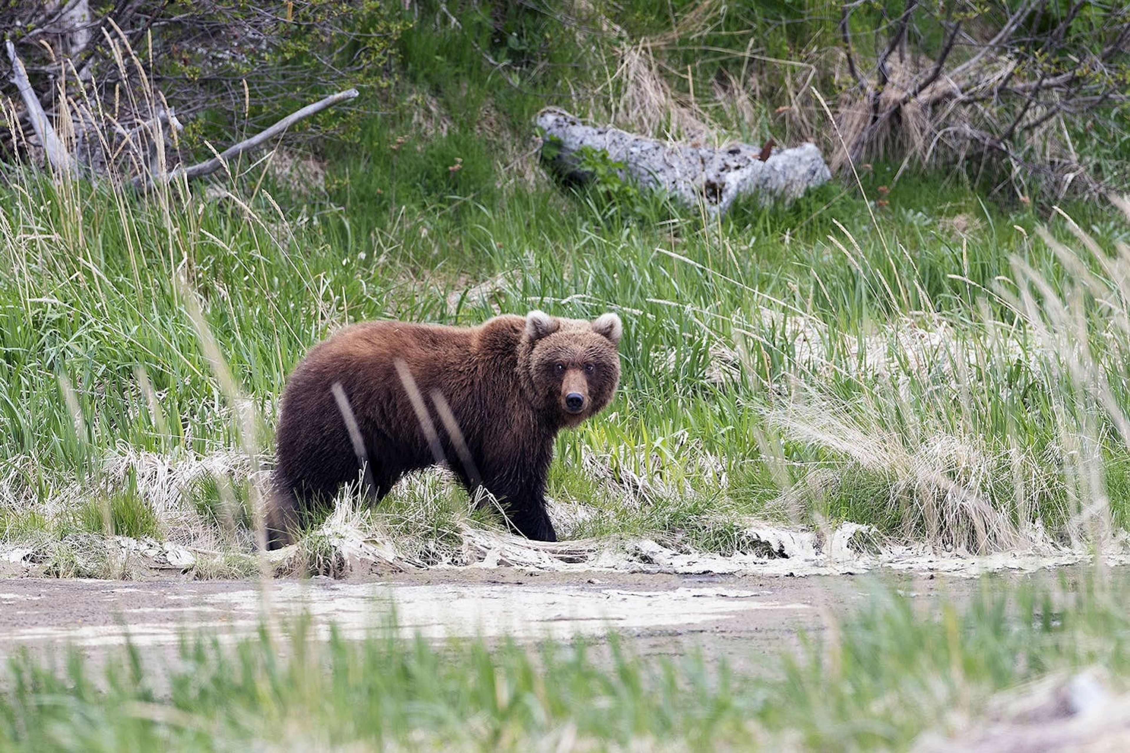Grizzly bears stand out among the wild animals that call Denali home./Lucia Griggi