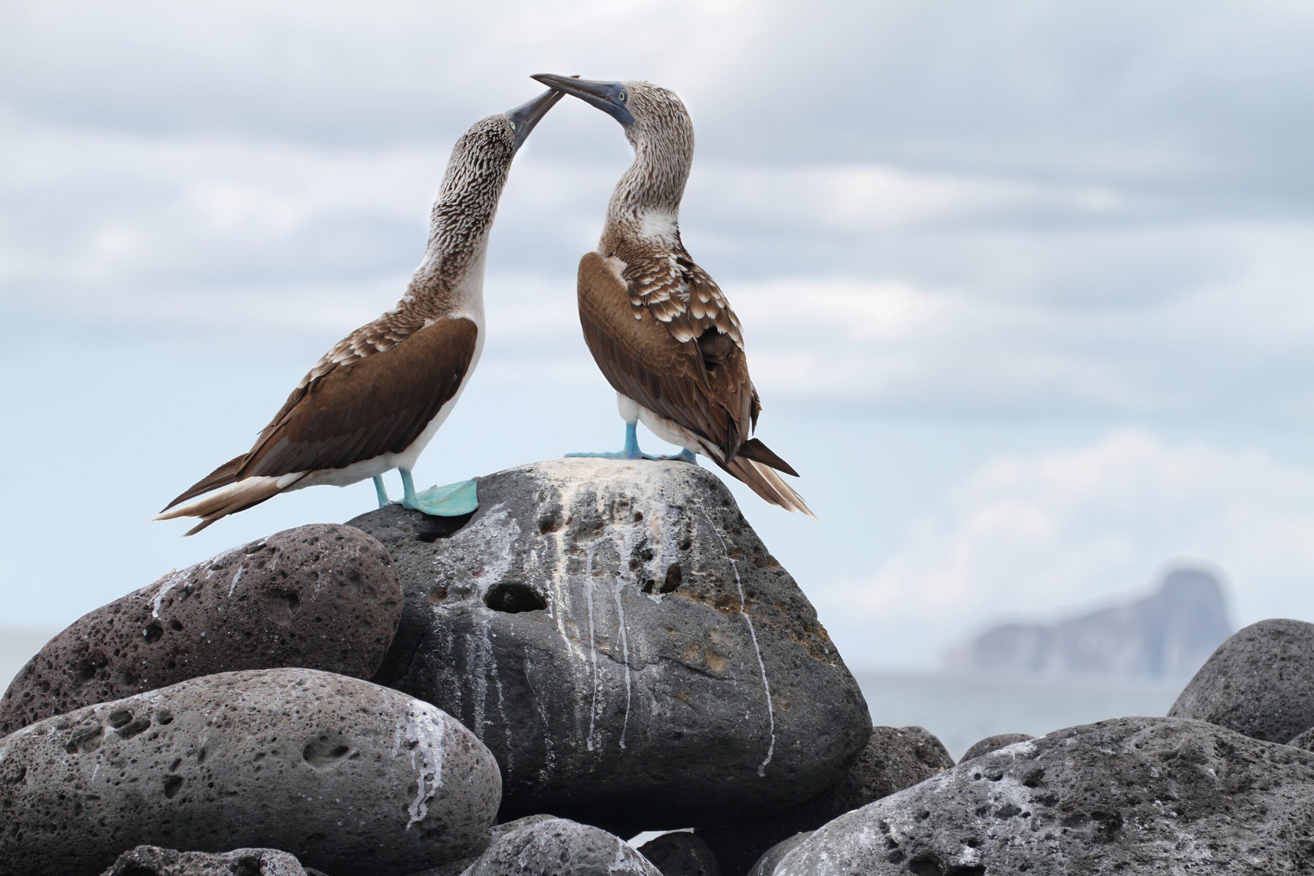 Especially in the Galápagos, is a Dancing Blue-Footed Booby Trying to Attract a Mate?