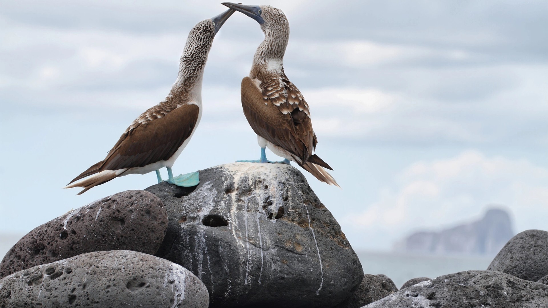 Especially in the Galápagos, is a Dancing Blue-Footed Booby Trying to Attract a Mate?