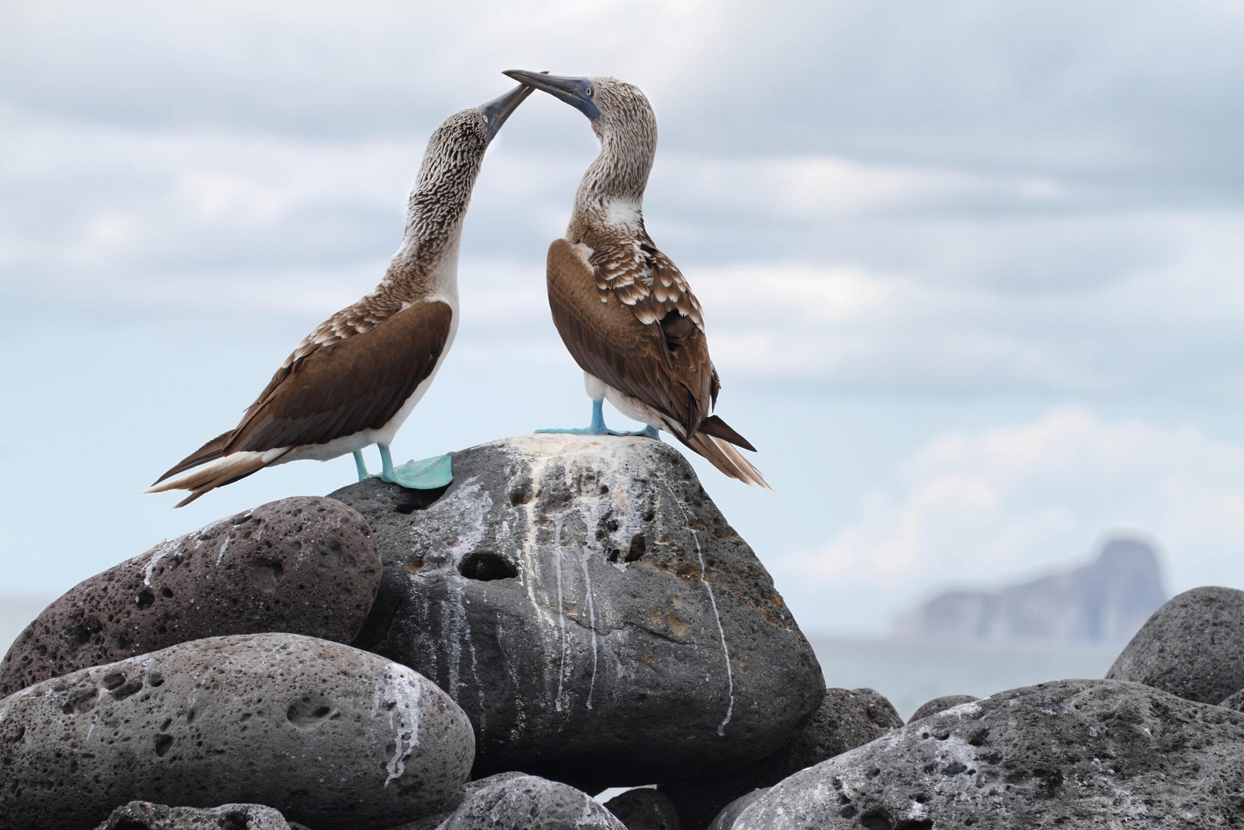 Especially in the Galápagos, is a Dancing Blue-Footed Booby Trying to Attract a Mate?