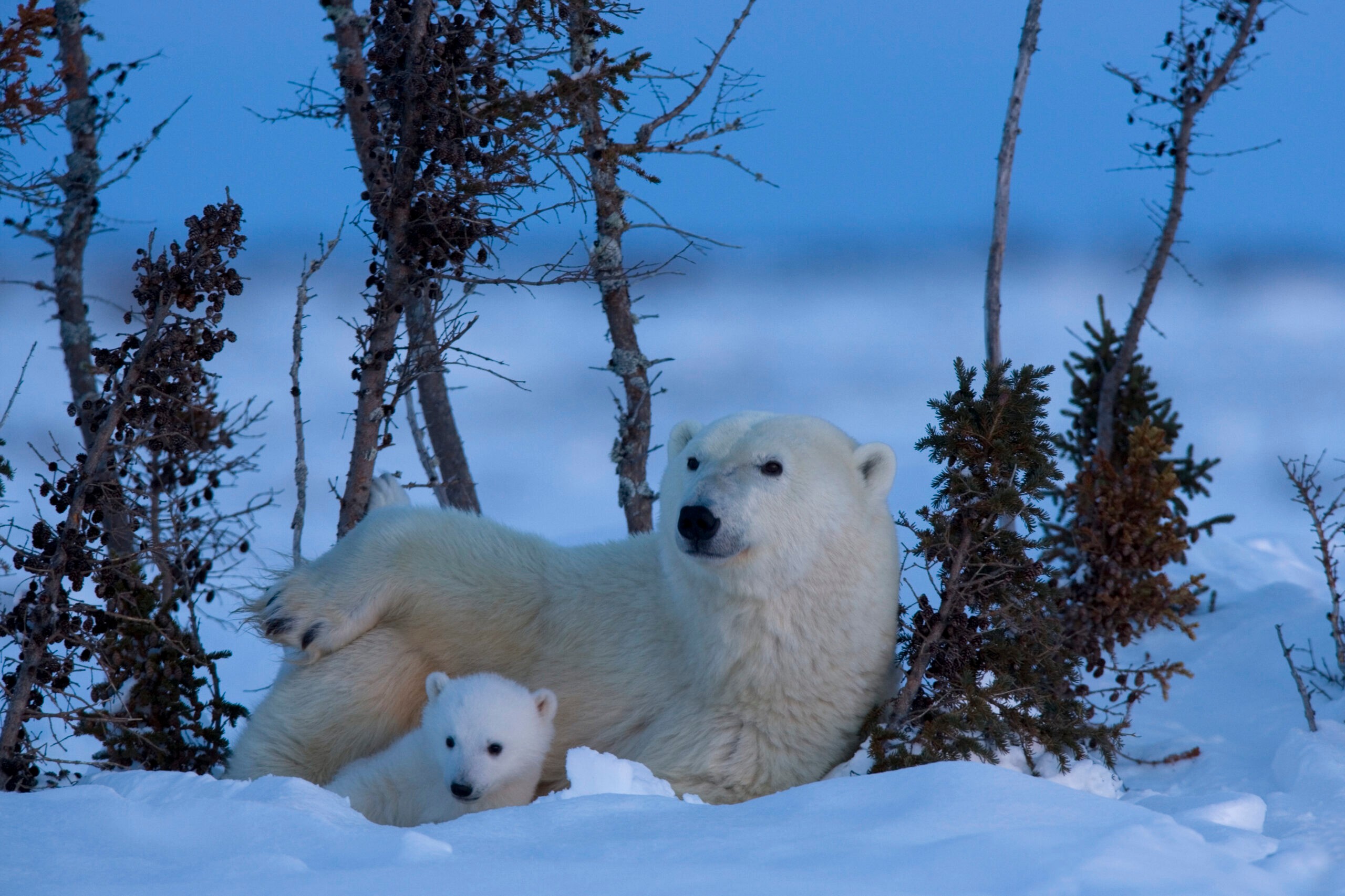 In the Northwest Passage, be on the lookout for polar bears./Getty Images