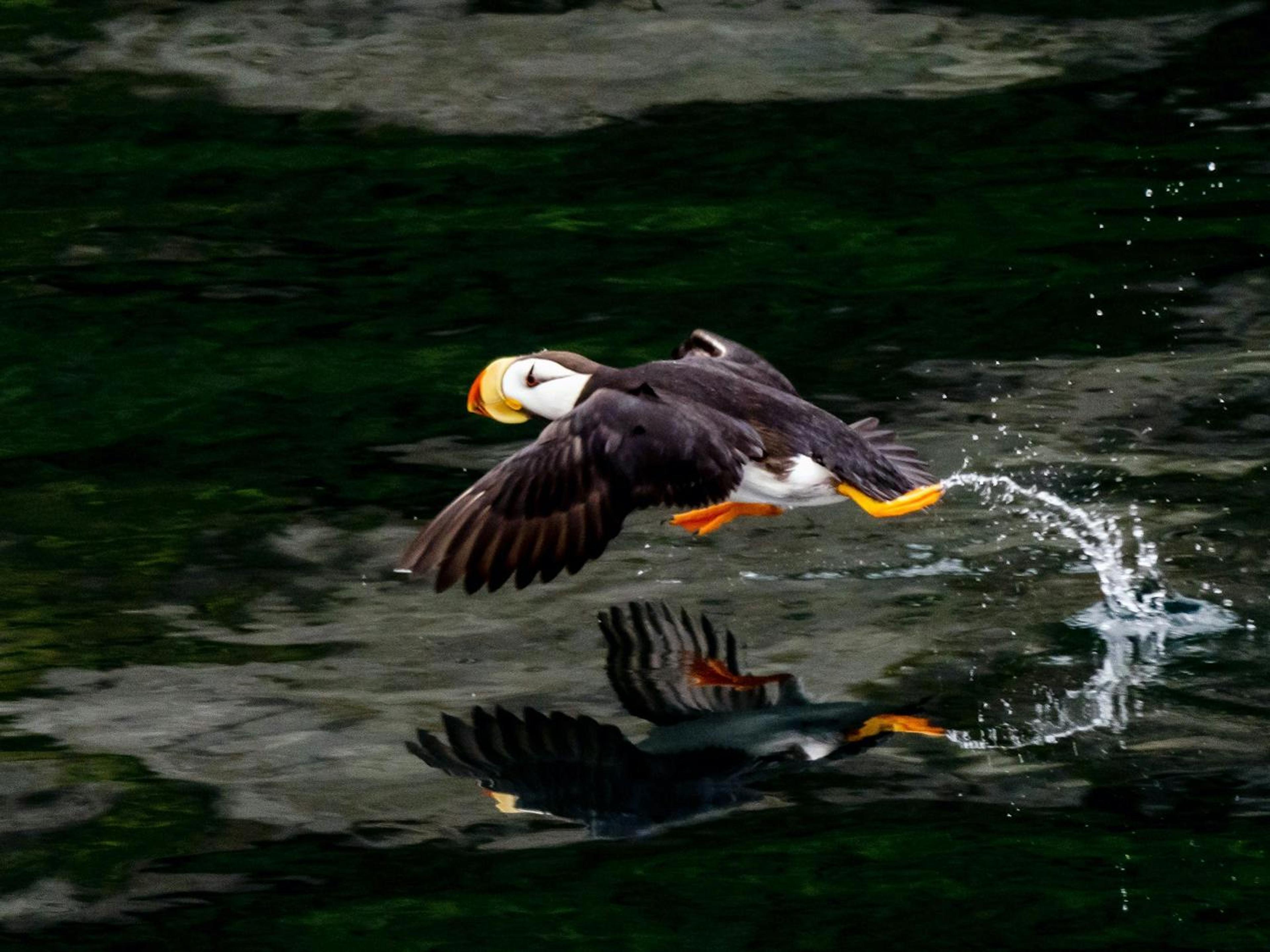 A Puffin runs across the water; the spray of the water adds to the impression of motion./David Jaffe