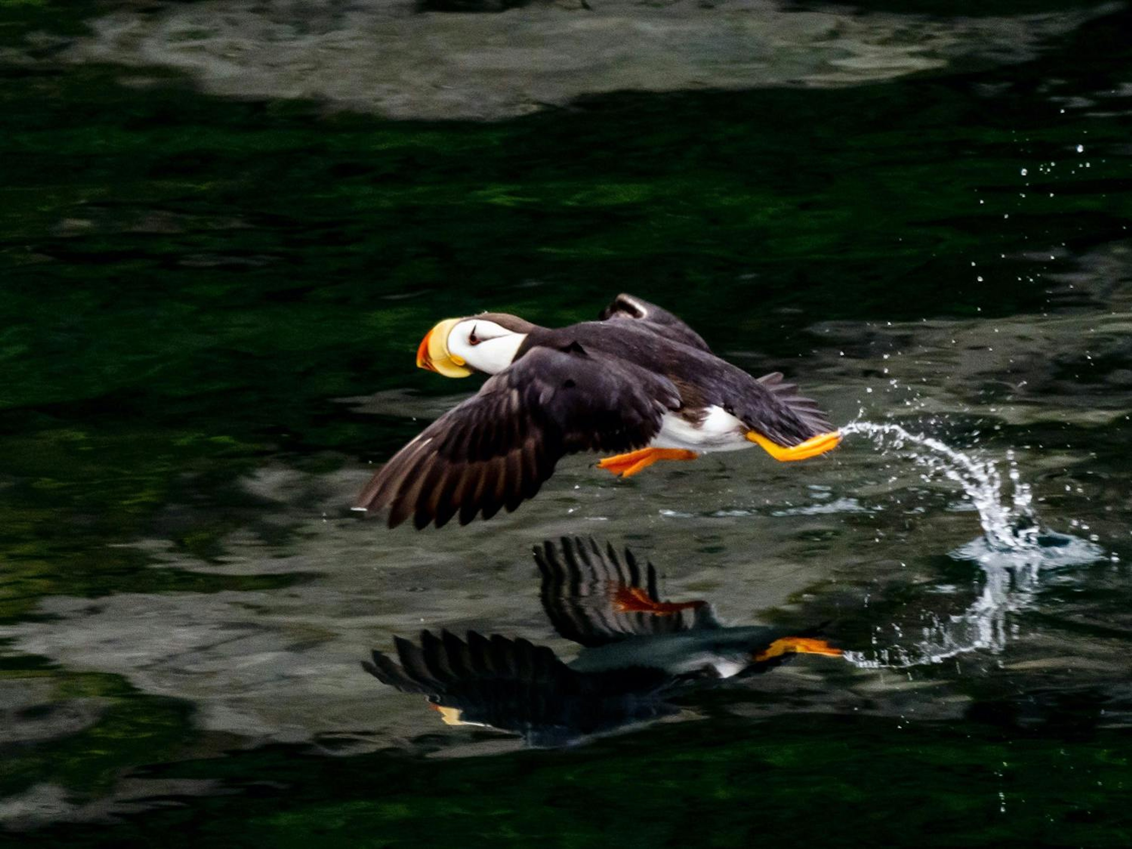 A Puffin runs across the water; the spray of the water adds to the impression of motion./David Jaffe