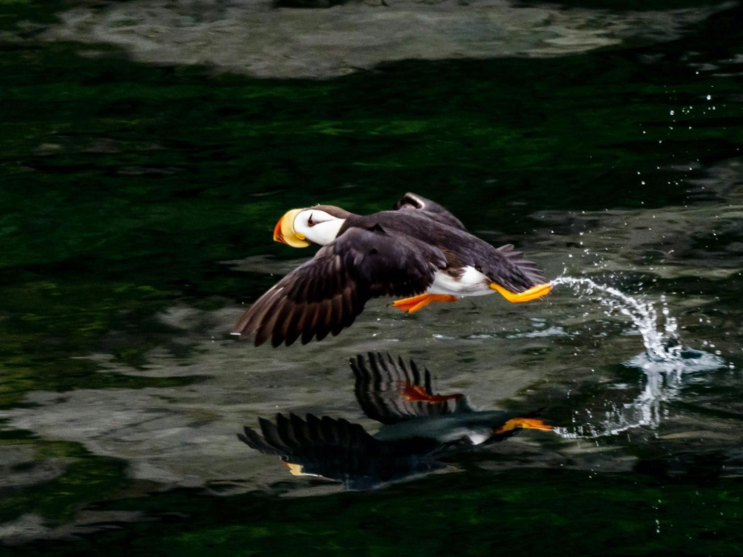 A Puffin runs across the water; the spray of the water adds to the impression of motion./David Jaffe