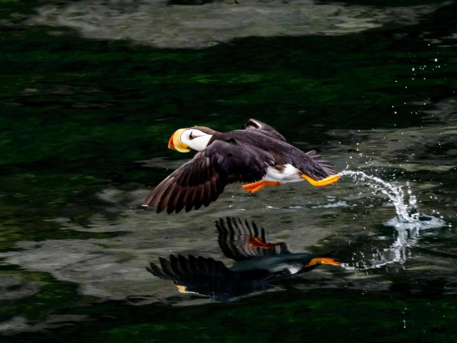 A Puffin runs across the water; the spray of the water adds to the impression of motion./David Jaffe