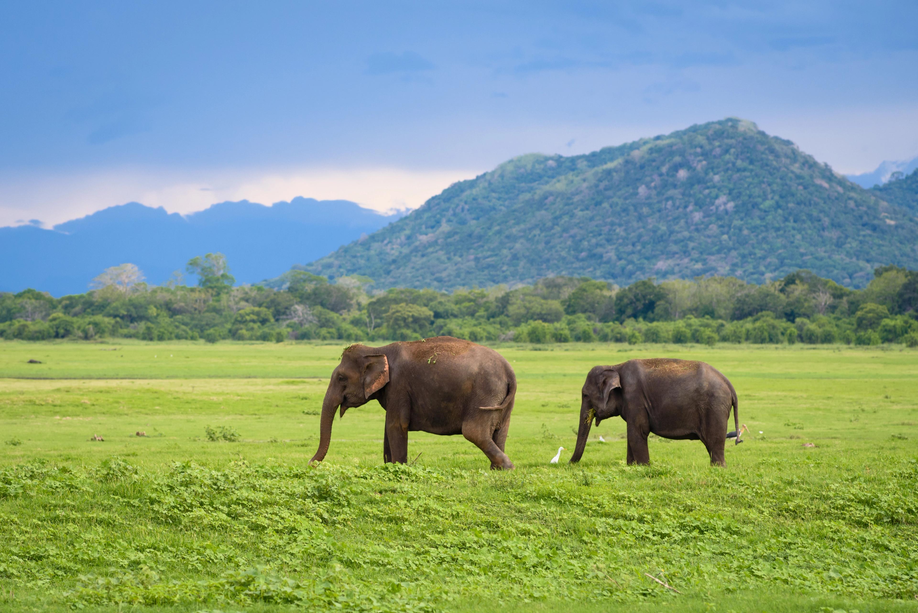 Asian Elephants
