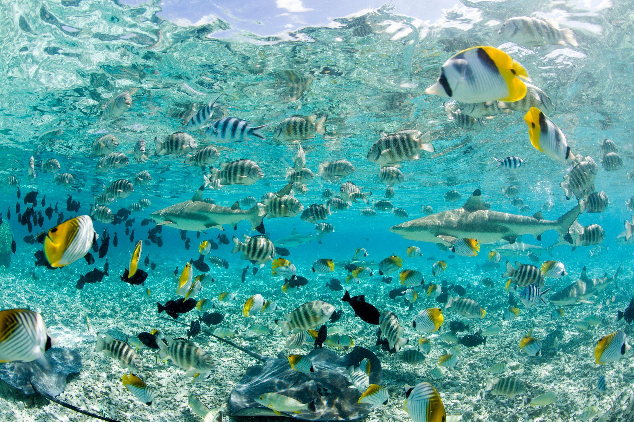 Bora Bora has one of the richest marine ecosystems of French Polynesia