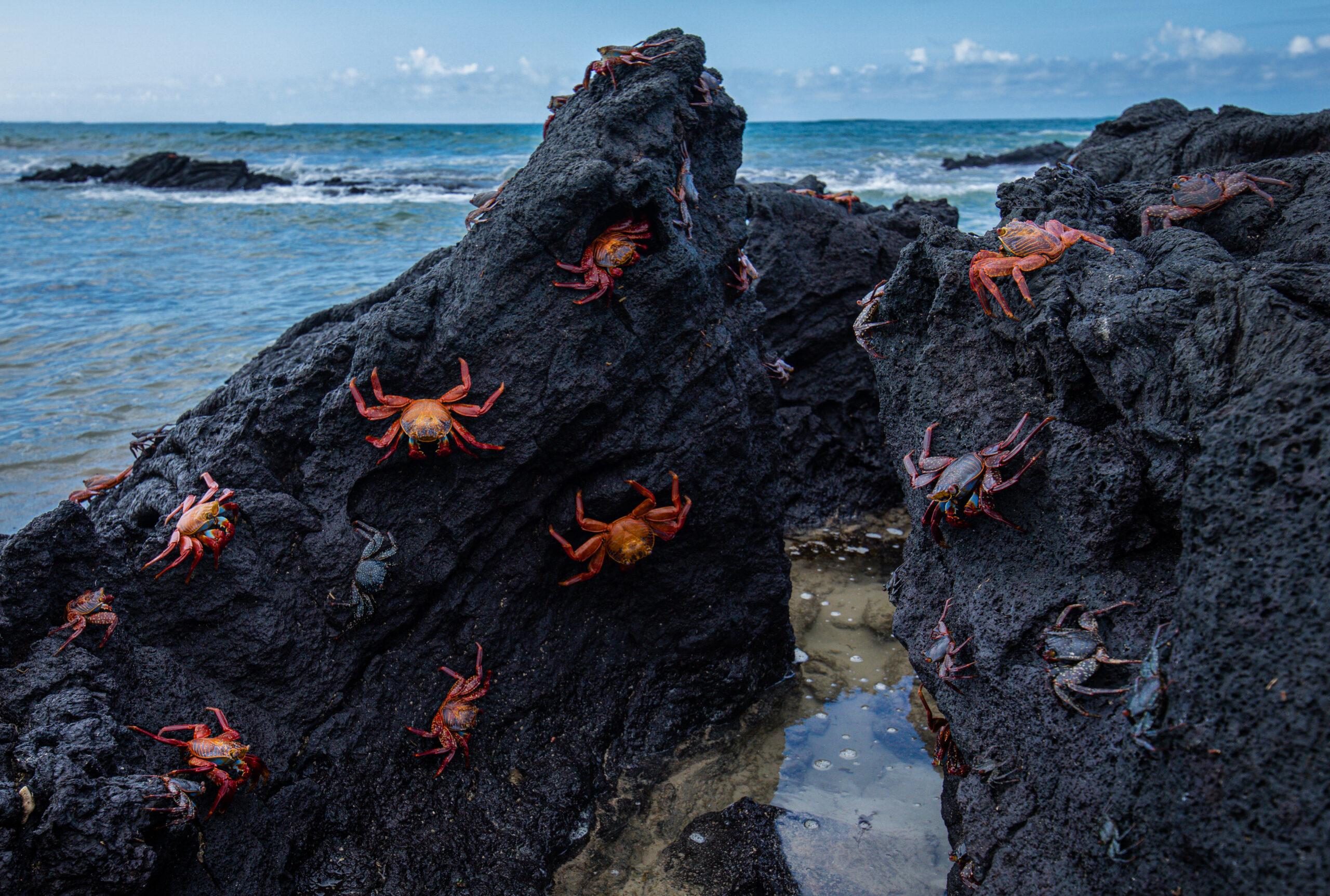 Sally Lightfoot crabs act as a sort of cleanup crew, thanks to their scavenger nature./Shutterstock