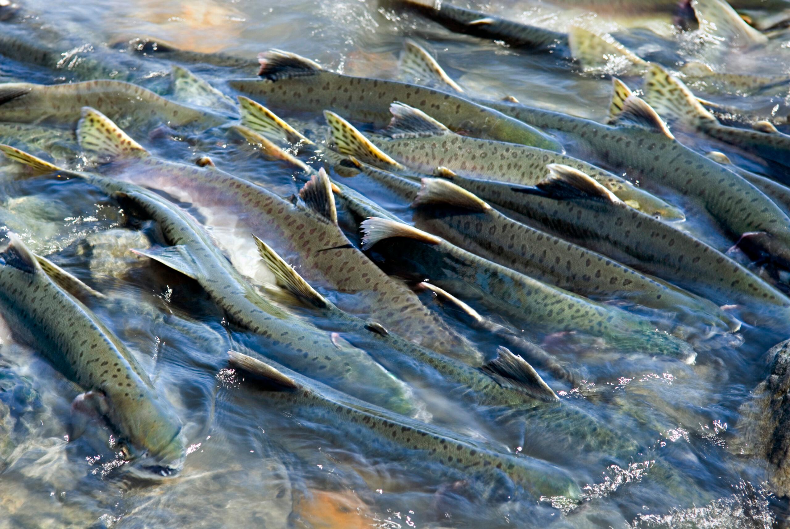 Spawning salmon trying to move upstream near Solomon Gulch fish hatchery. Prince William Sound. Alaska. USA