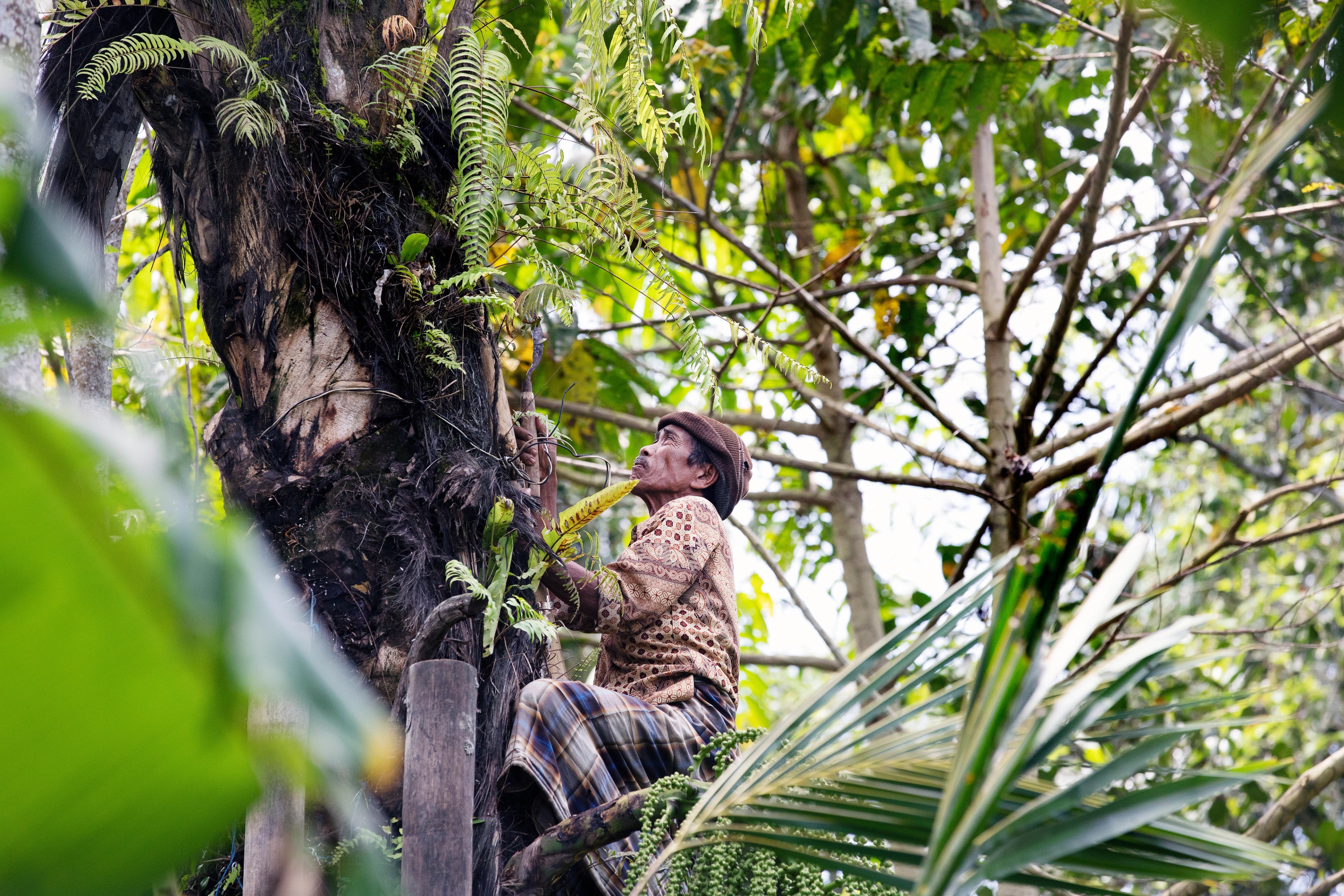 Local farmers deftly climbed trees to harvest fresh produce./Lucia Griggi