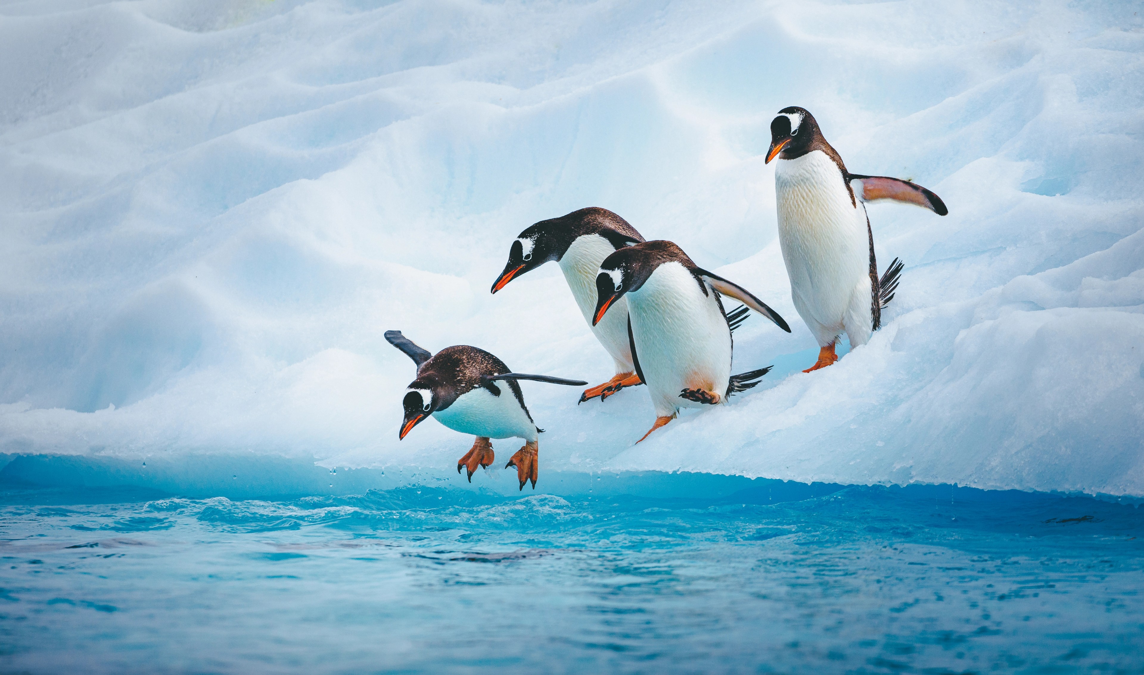 Gentoo penguins, just getting along with their lives on Antarctica as we all snap photographs./Getty