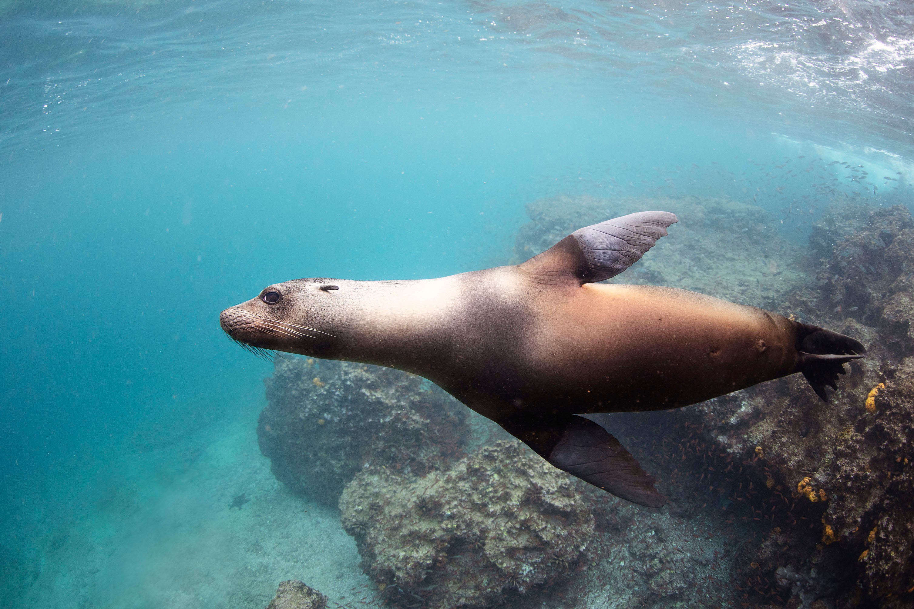 Galapagos sea lions are very playful in the water/Lucia Griggi