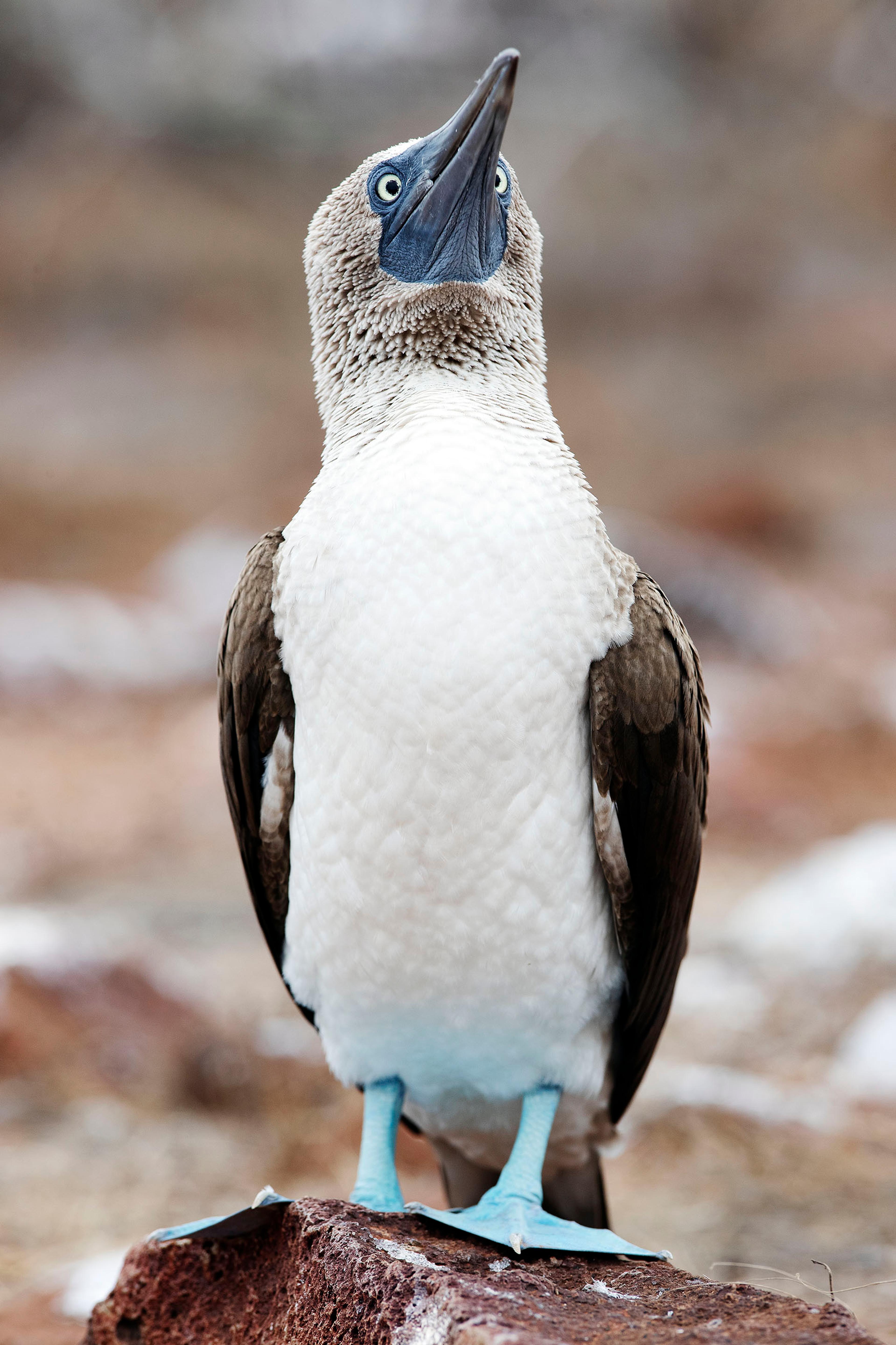 The blue-footed booby has a distinctive mating dance, which involves showing off its bright blue feet./Lucia Griggi