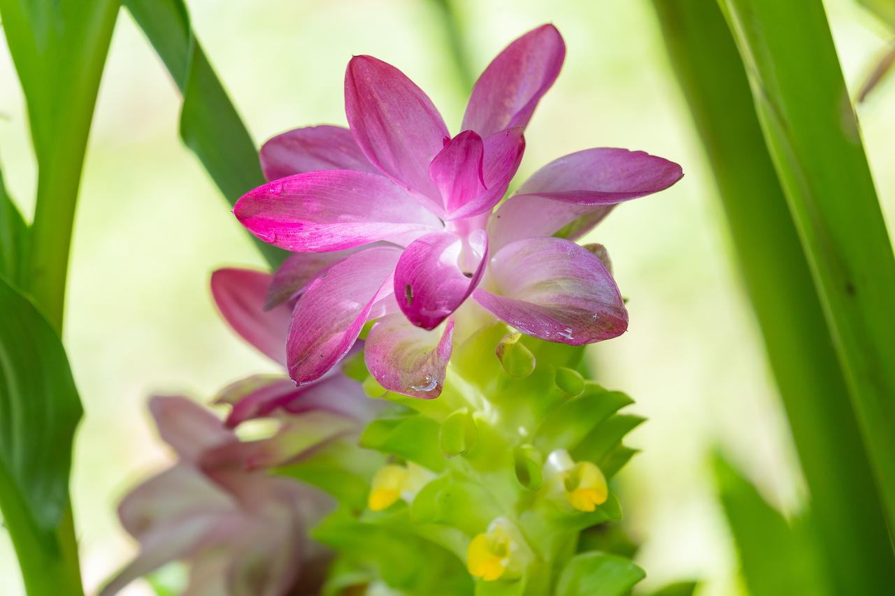 Orchids, the Aristolochia and many other colorful flowers and plants thrive in Costa Rica's Garden of Orchids./Benn Berkeley