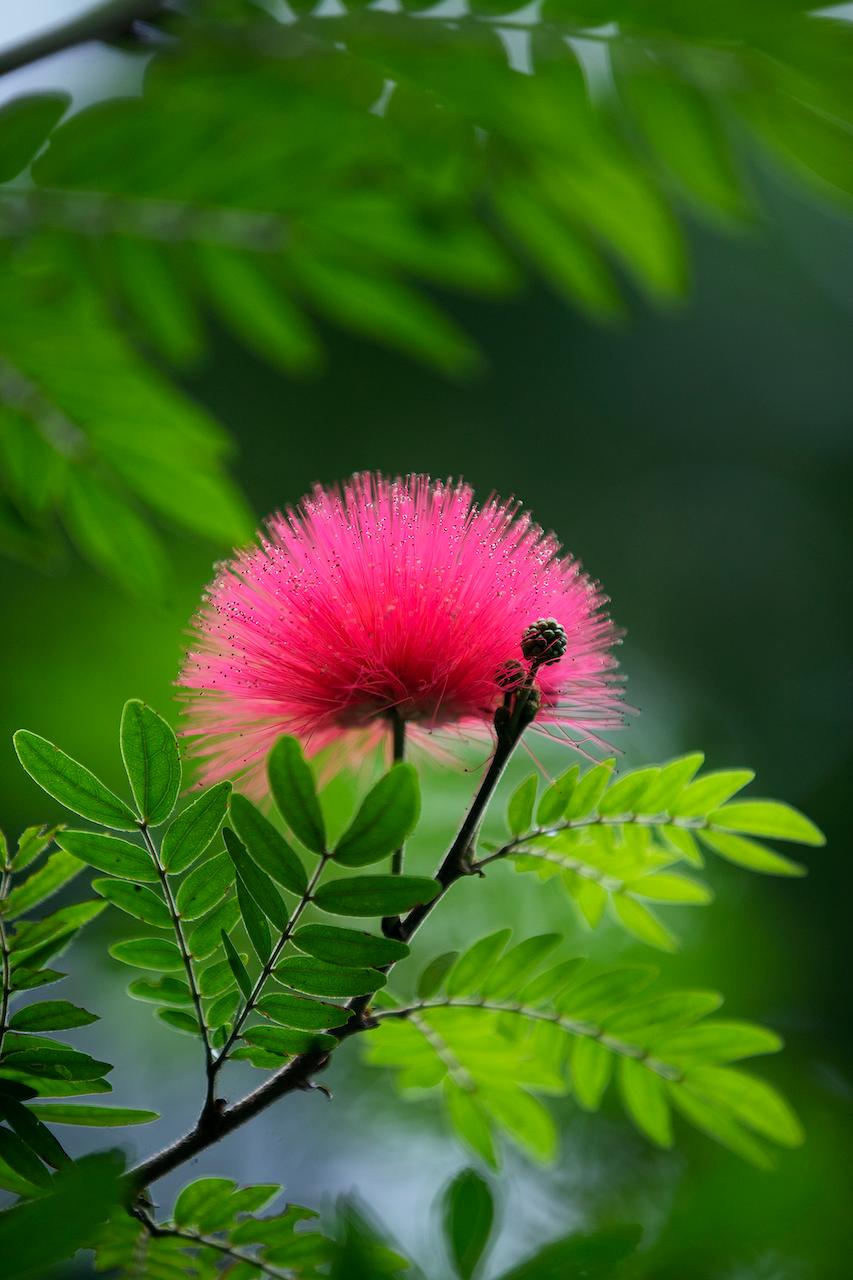 In Barbados' Flower Forest, tropical blooms surprise and delight./Silversea photo