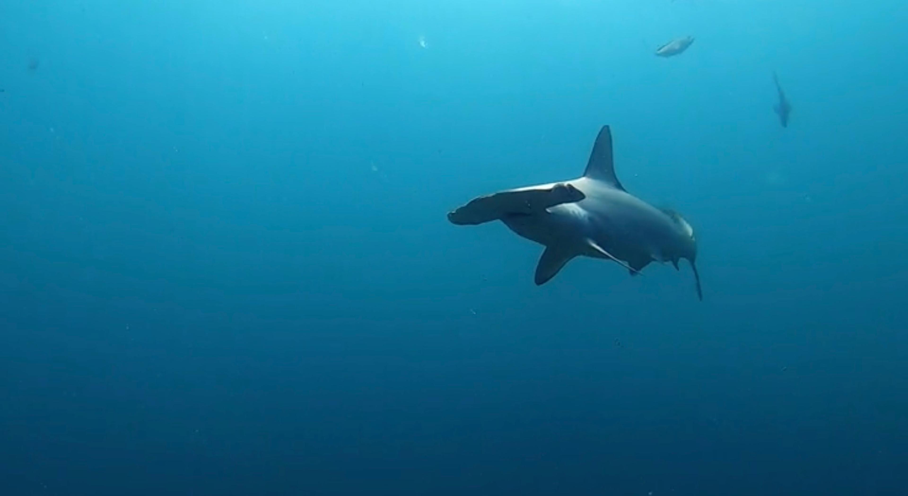 With their unusual appearance and formidable size, hammerhead sharks are a sight to behold./Jorge Prigann