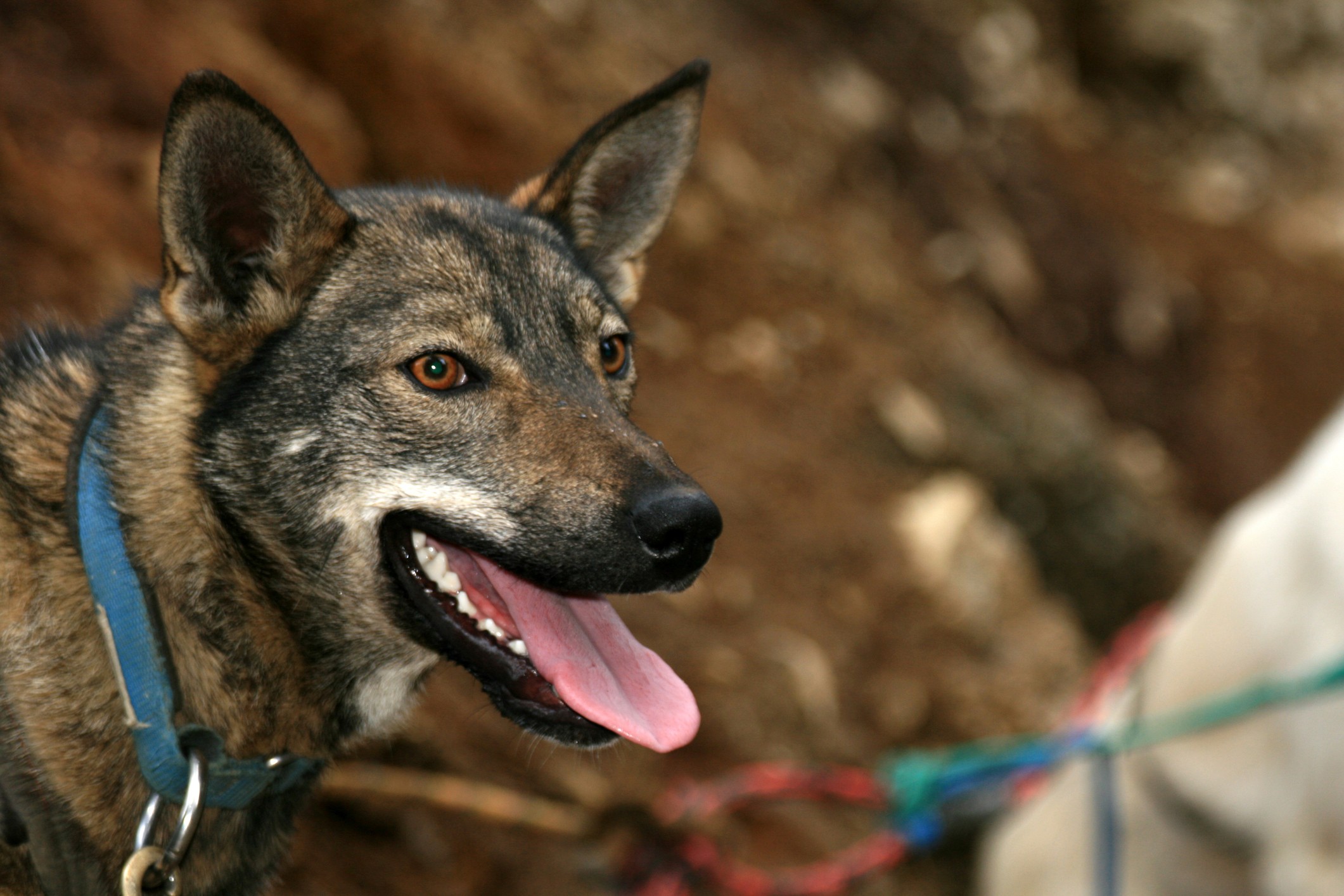 Sled dogs in Juneau were the best part of an Alaska cruise for Eleanor Onstott./Getty Images