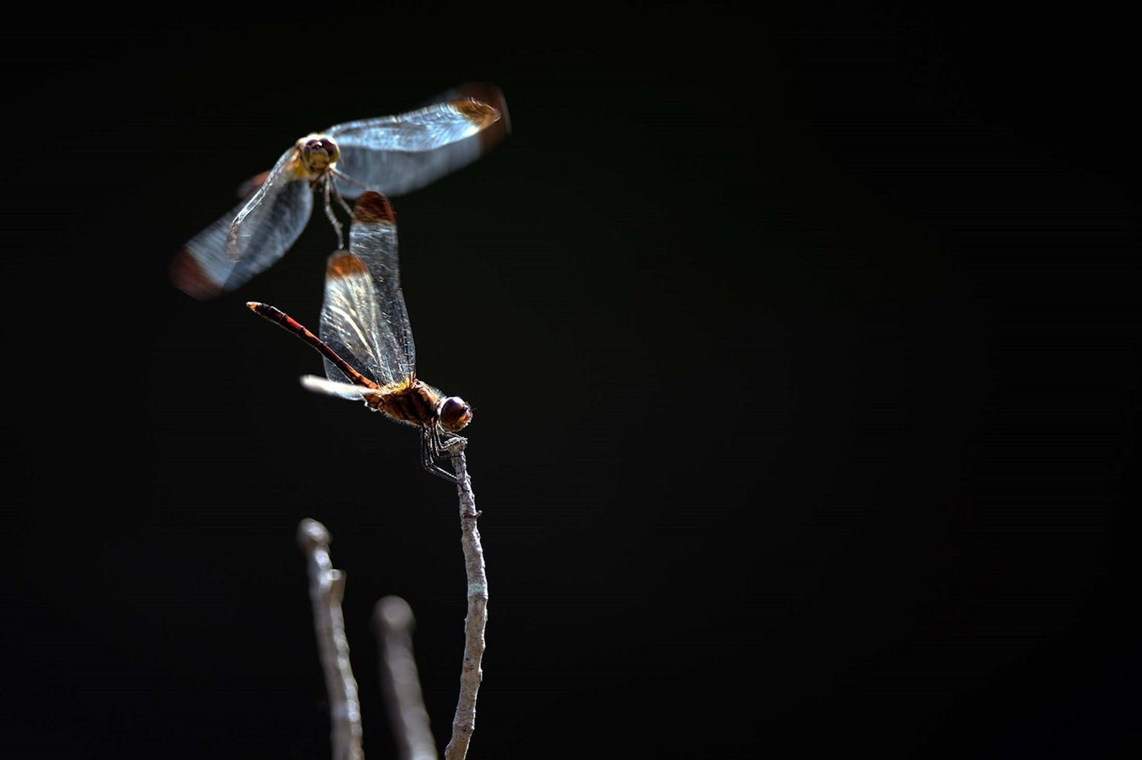 Two dragonflies on Sado Island, Japan./Lucia Griggi