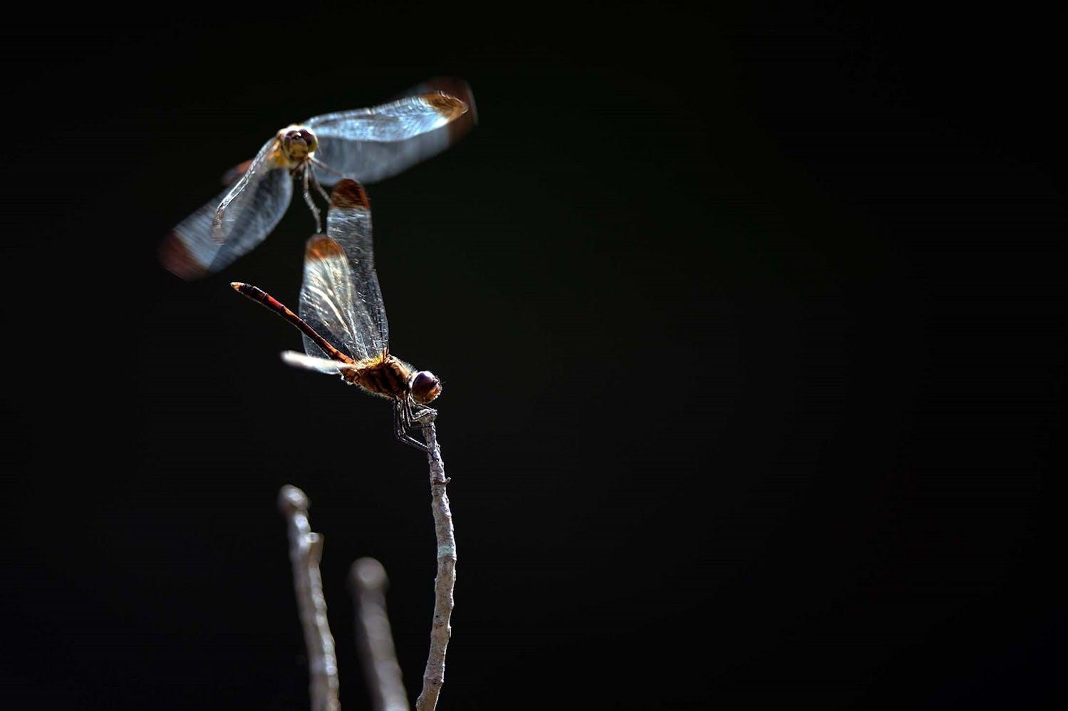 Two dragonflies on Sado Island, Japan./Lucia Griggi